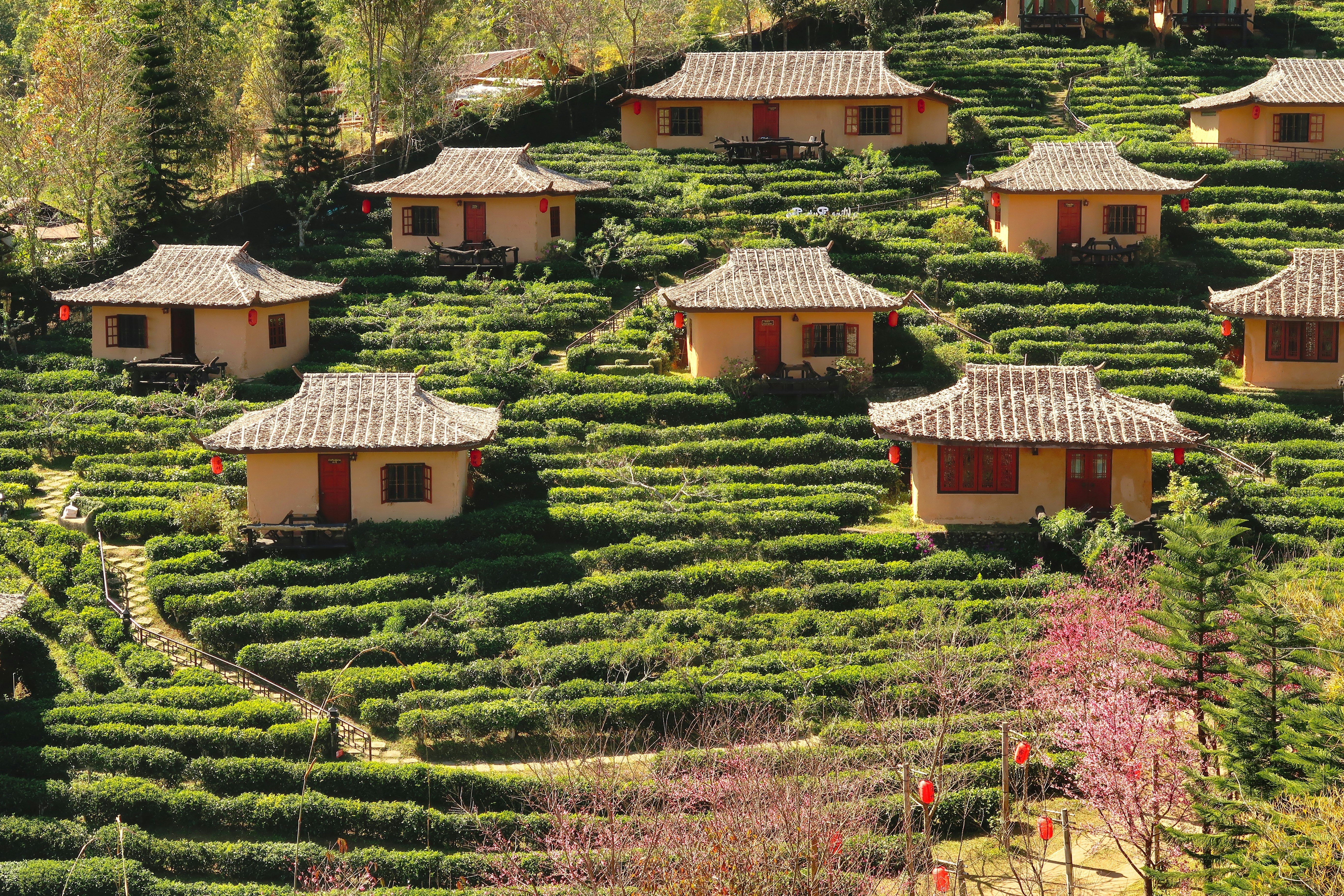 Traditional Chinese houses surrounded by a tea plantation