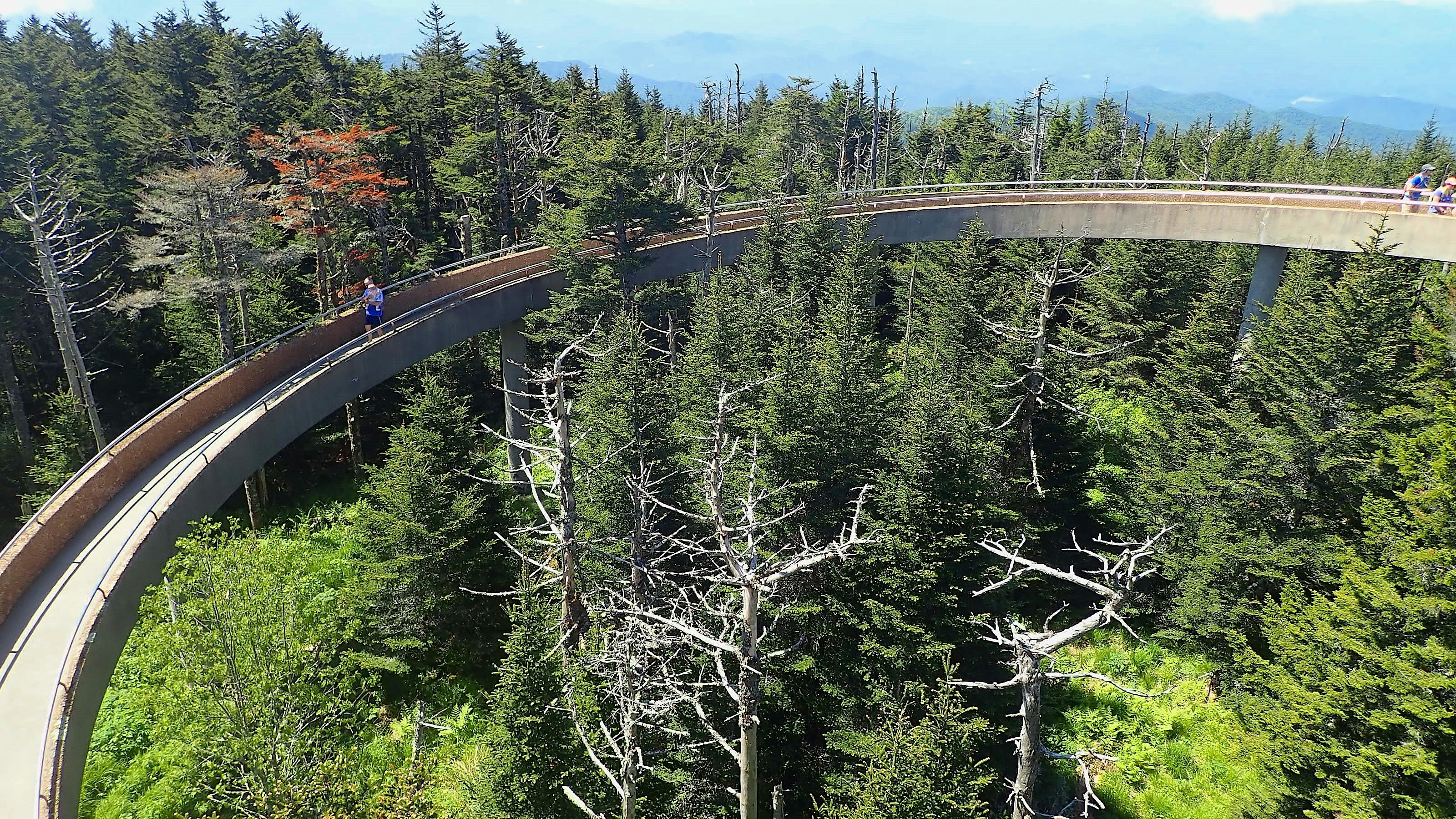A curving concrete ramp pathway leads through a canopy of pine trees on a mountain hillside.