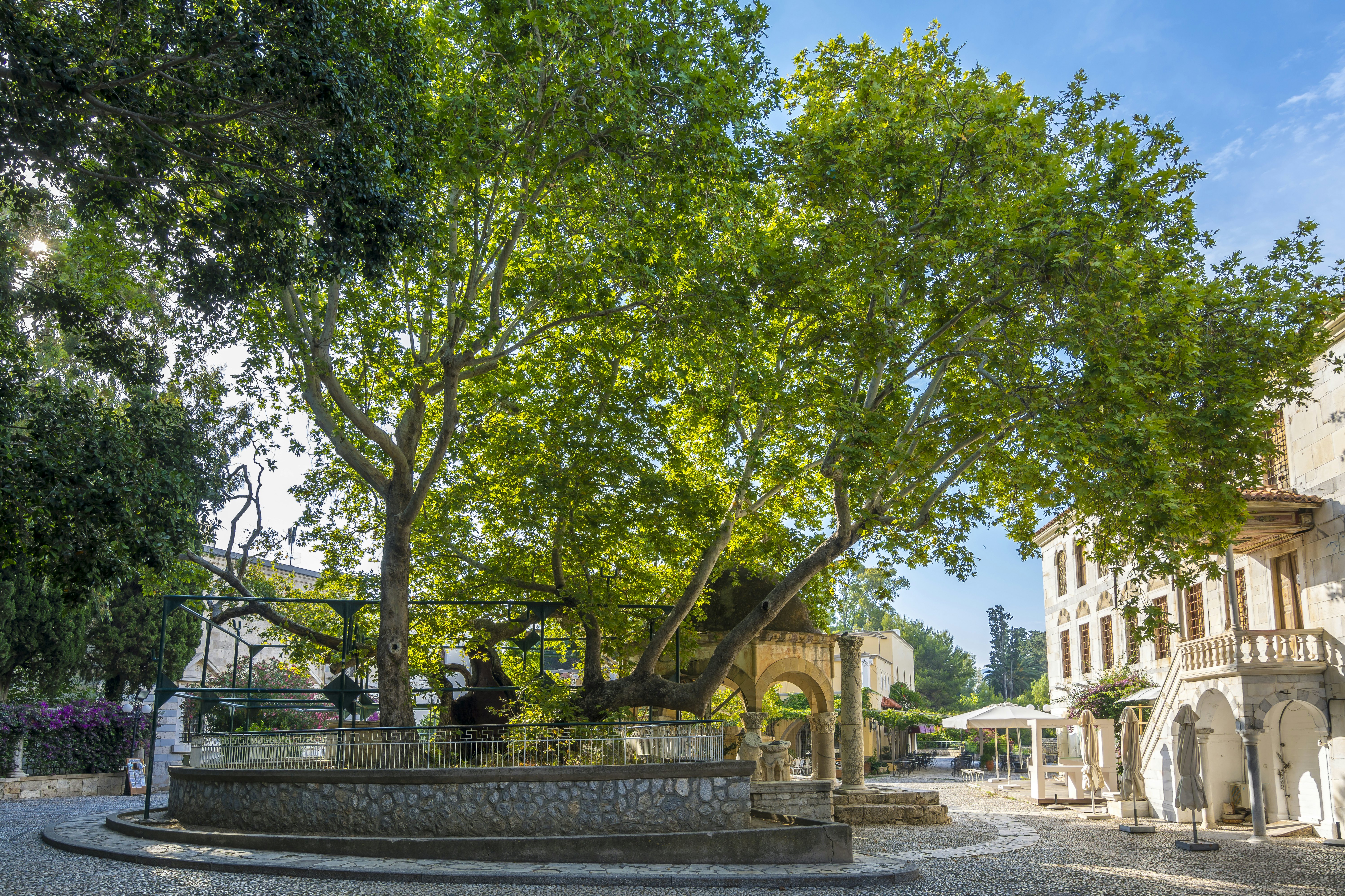 A large tree is in the center of a square in a town.