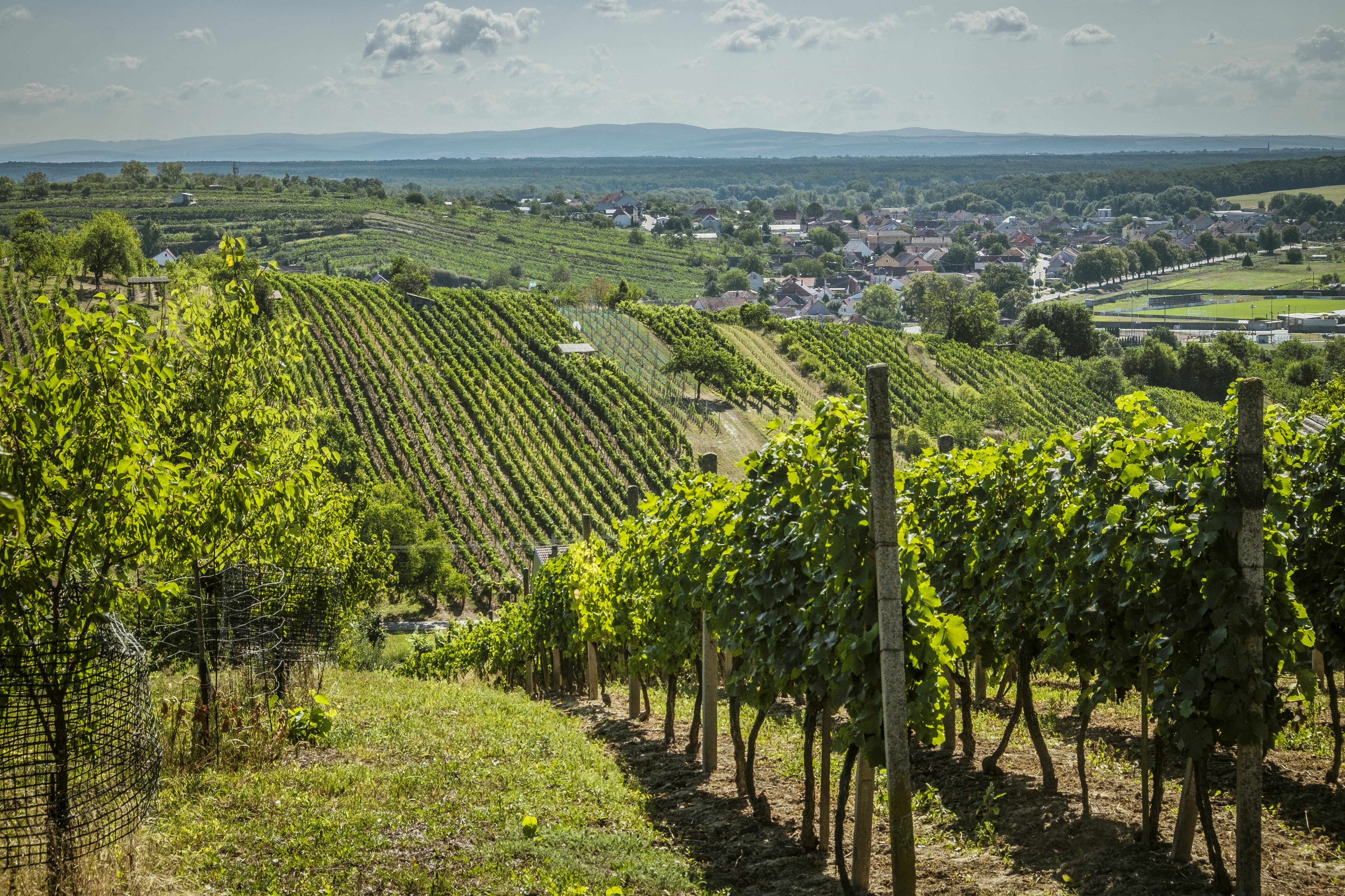 Rows of green grapevines across rolling countryside in Czechia.