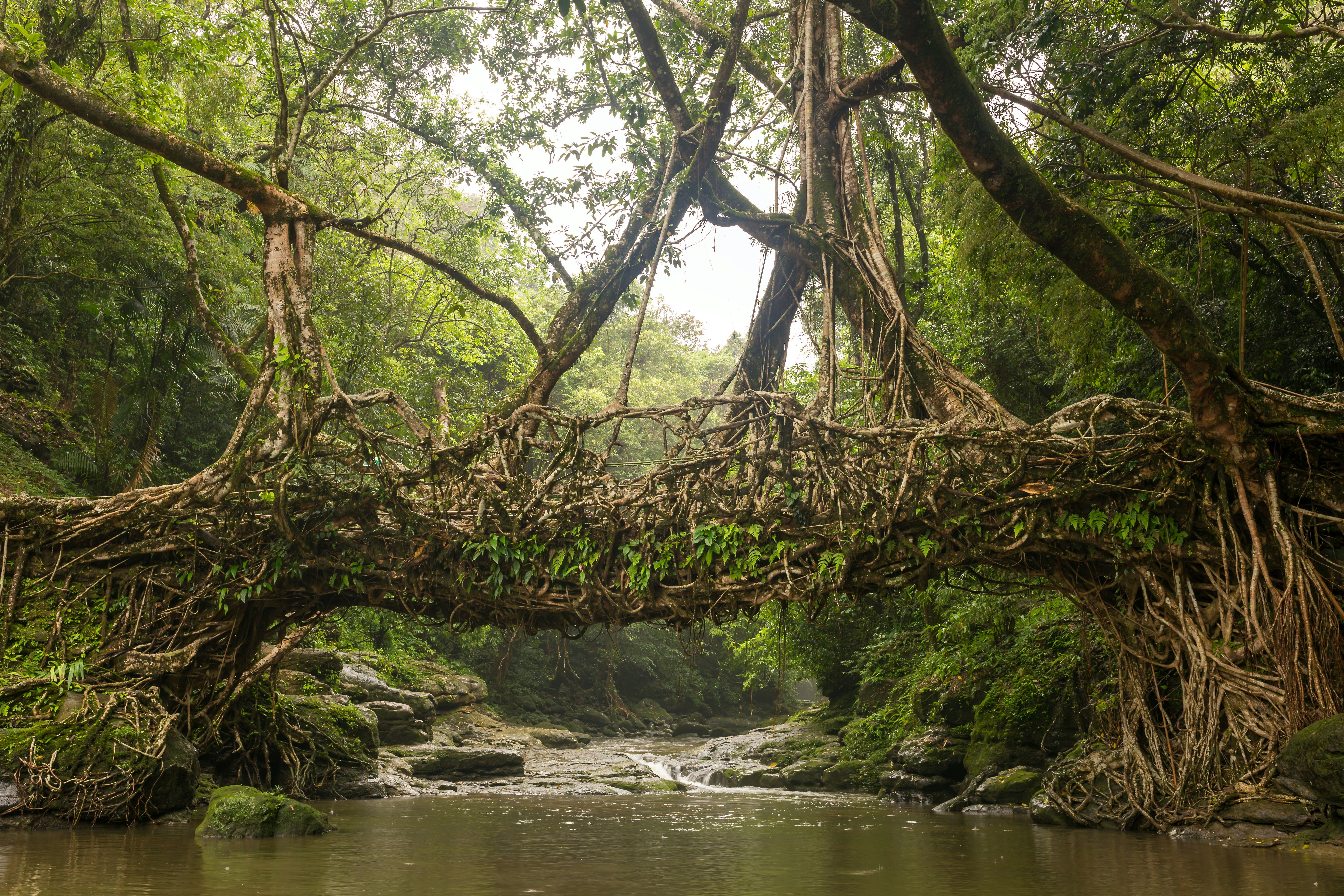 A bridge over a river created through tree roots woven together.