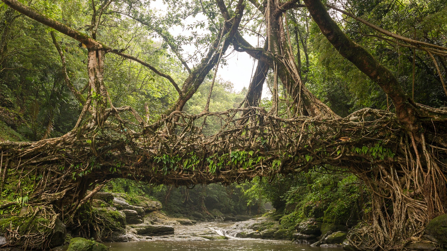 Living roots bridge near Riwai village. This bridge is formed by training tree roots over years to knit together.
1080281690
ancient, asia, beauty, bridge, cherapunjee, cherrapunjee, cherrapunji, decker, double, east, eco, ficus, flora, footbridge, forest, green, hills, incredible, india, jungle, khasi, landscape, living, mawlynnong, meghalaya, natural, nature, near, nongriat, northeast, old, over, people, river, riwai, rocks, root, roots, shillong, single, span, tourism, tourist, traditional, travel, tree, trees, village, wallpaper, water