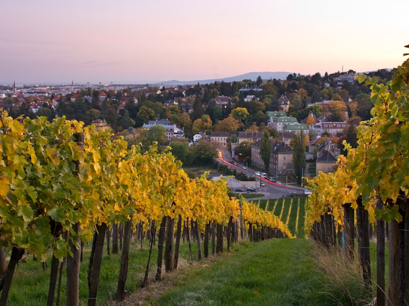 Autumnal vineyard in Vienna at dusk
