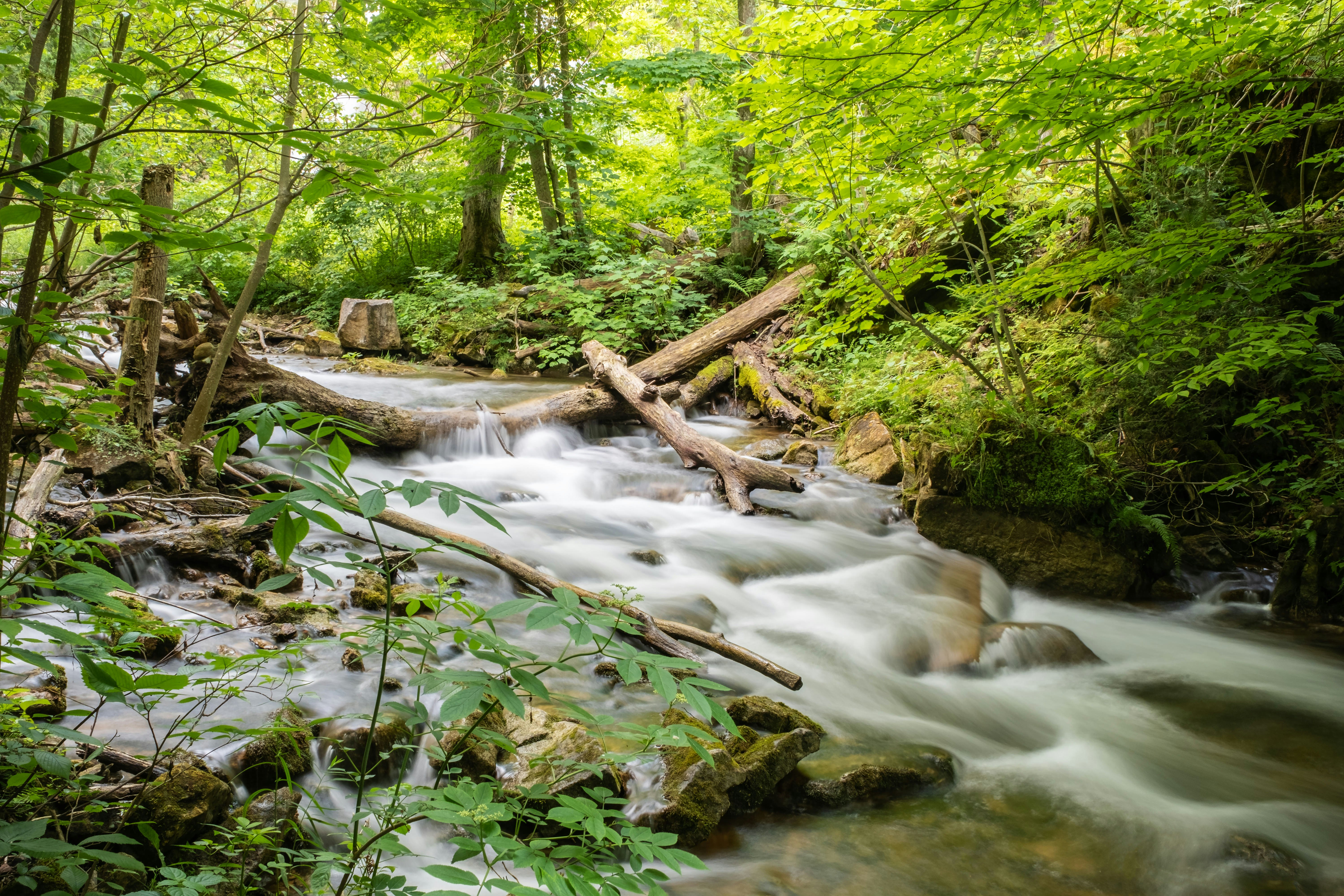 Water cascading over rocks in lush green forest on the Bruce Trail near Owen Sound.