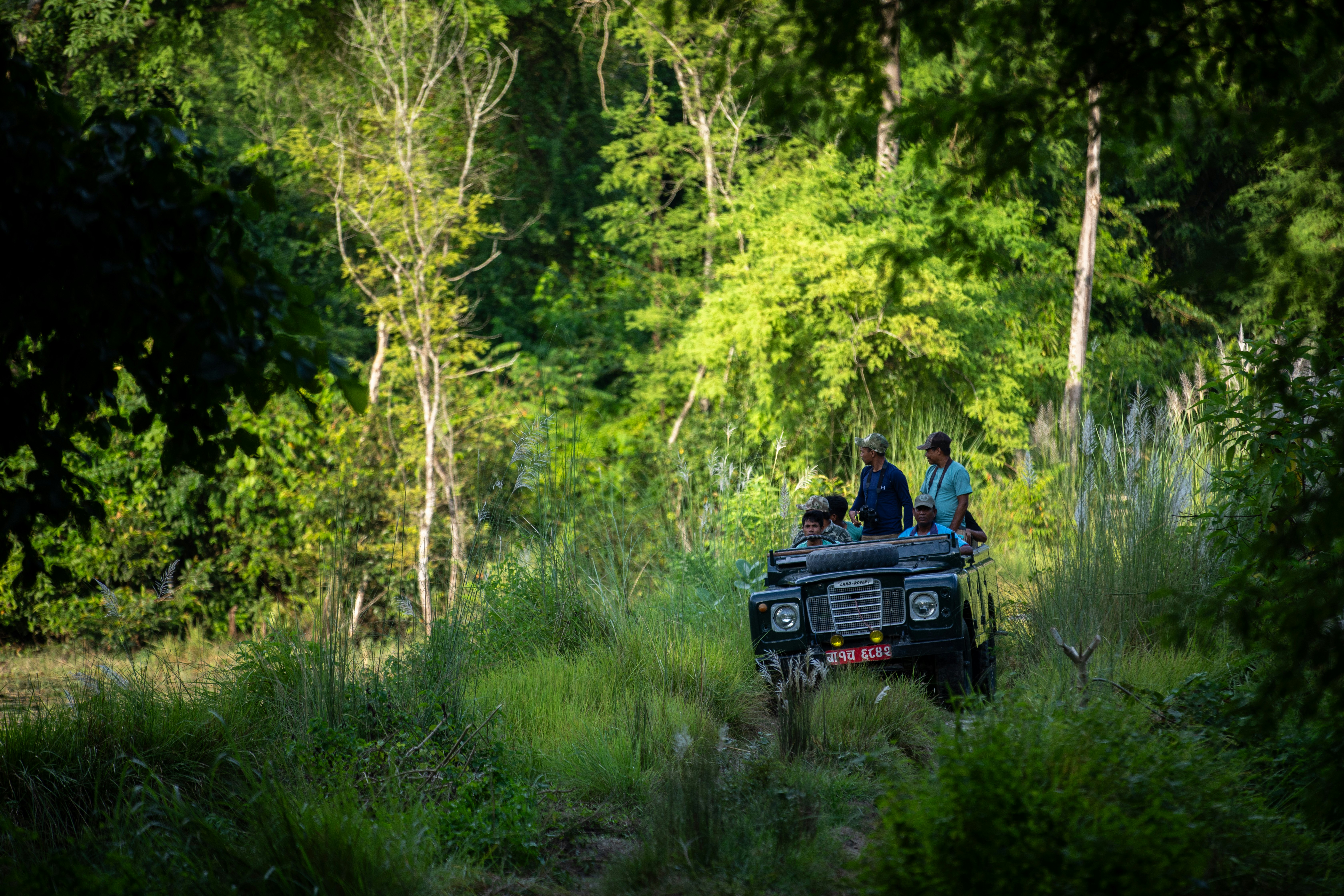 A small safari truck with several standing passengers follows a trail through the green undergrowth.