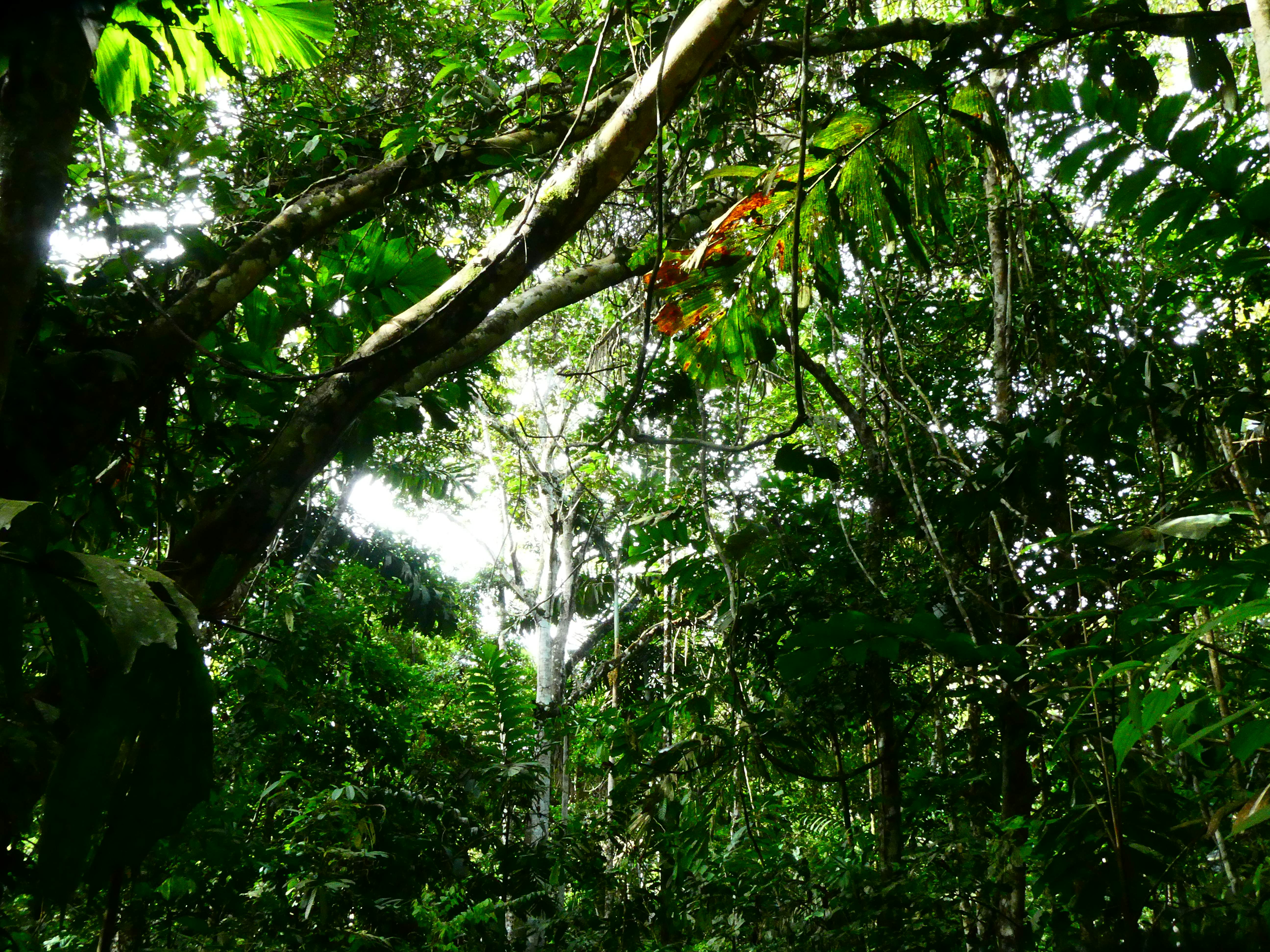 Jungle leaves on tall trees in Brazil.
