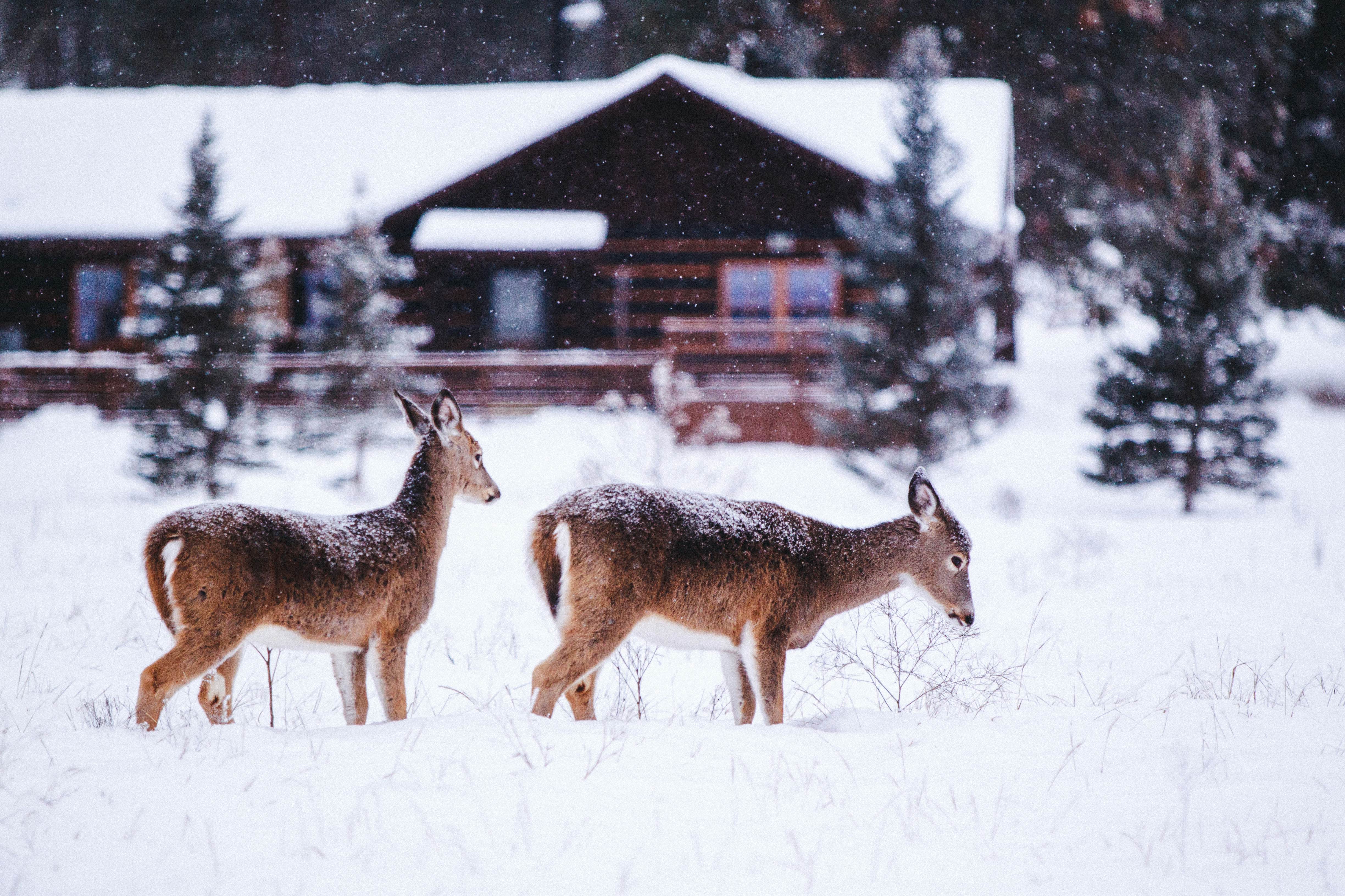 Deer in the snow at Paws Up Montana.