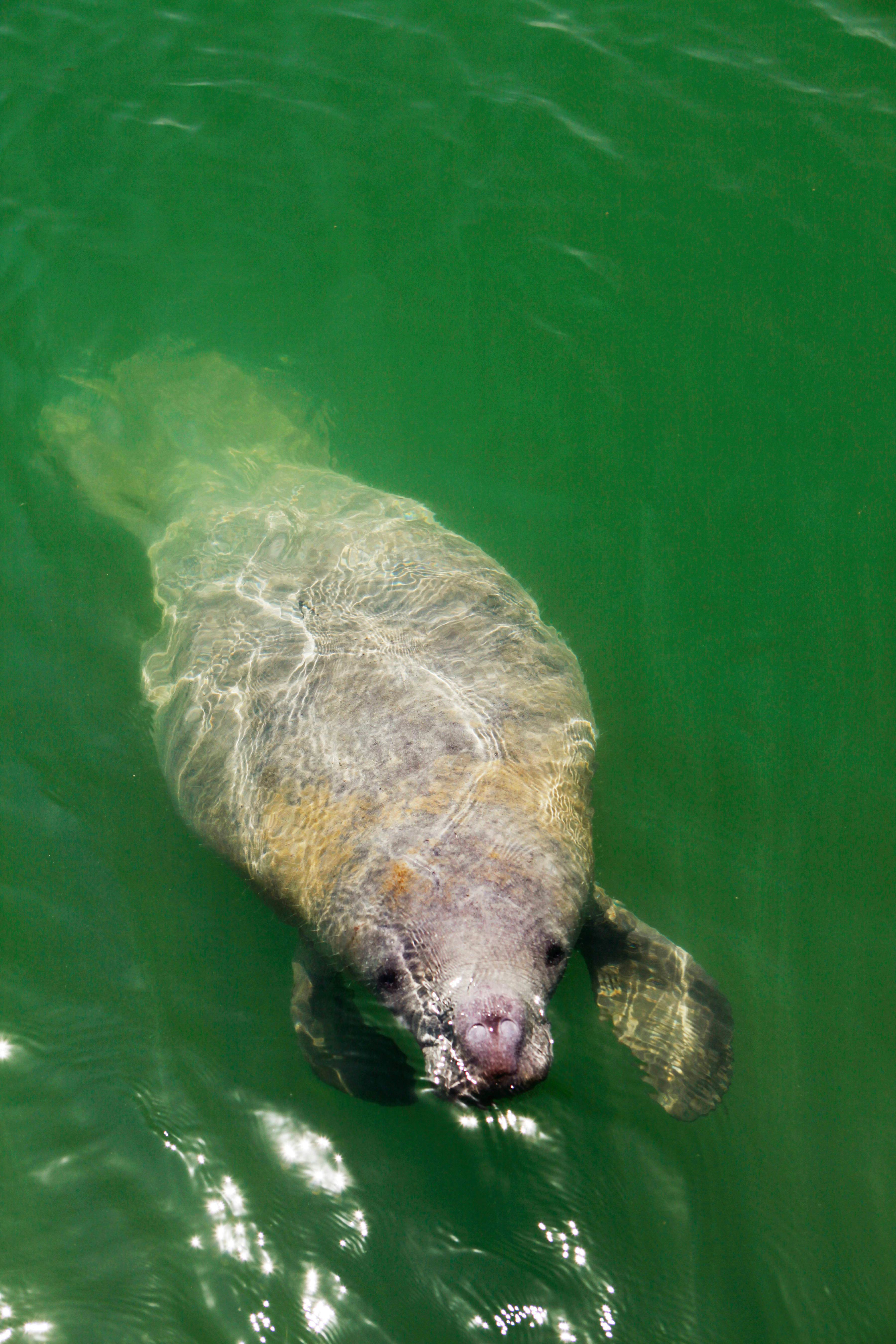 Aerial view of a manatee surfacing in greenish water.