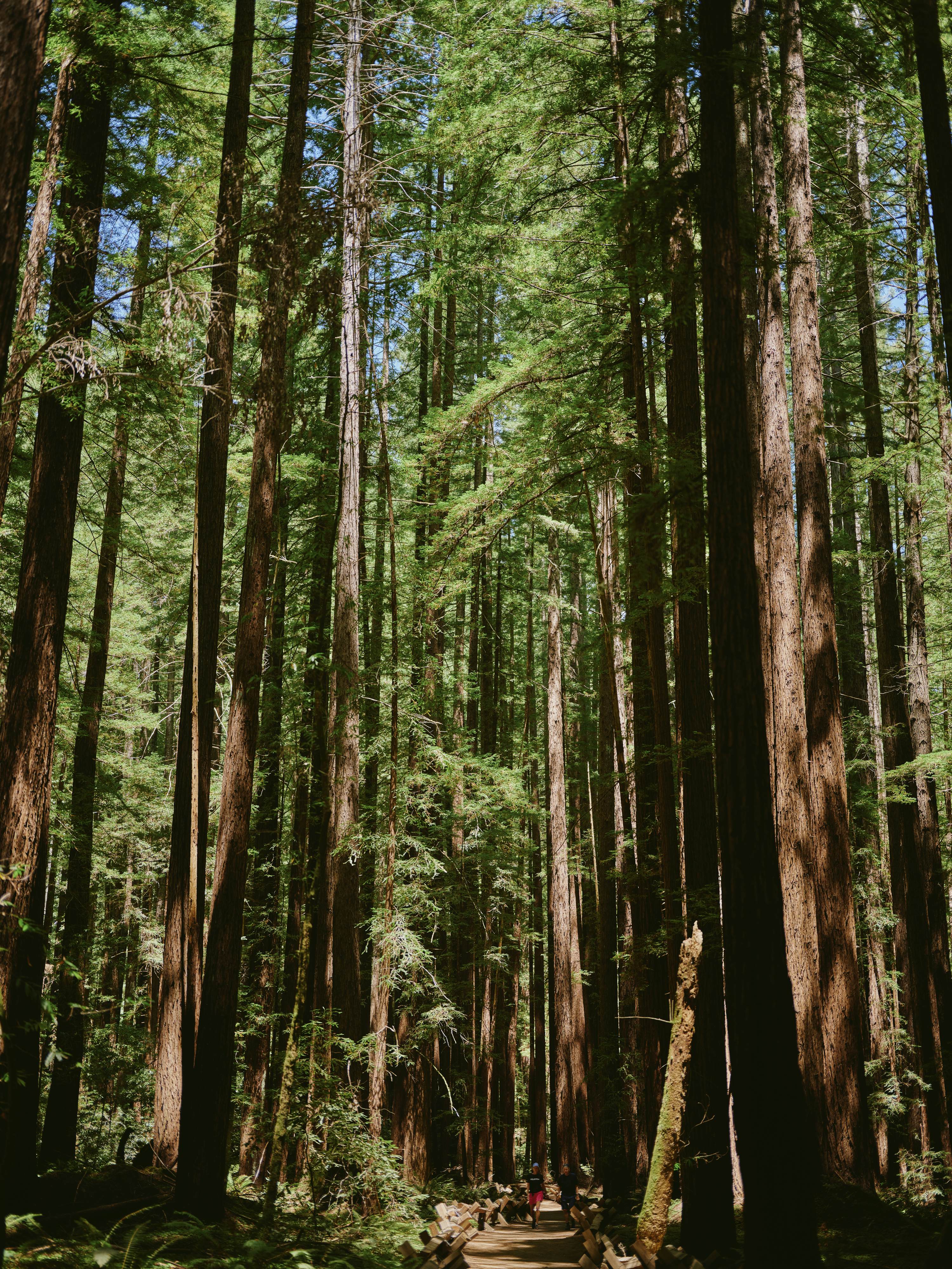 Tall redwood trees dapped with sunlight