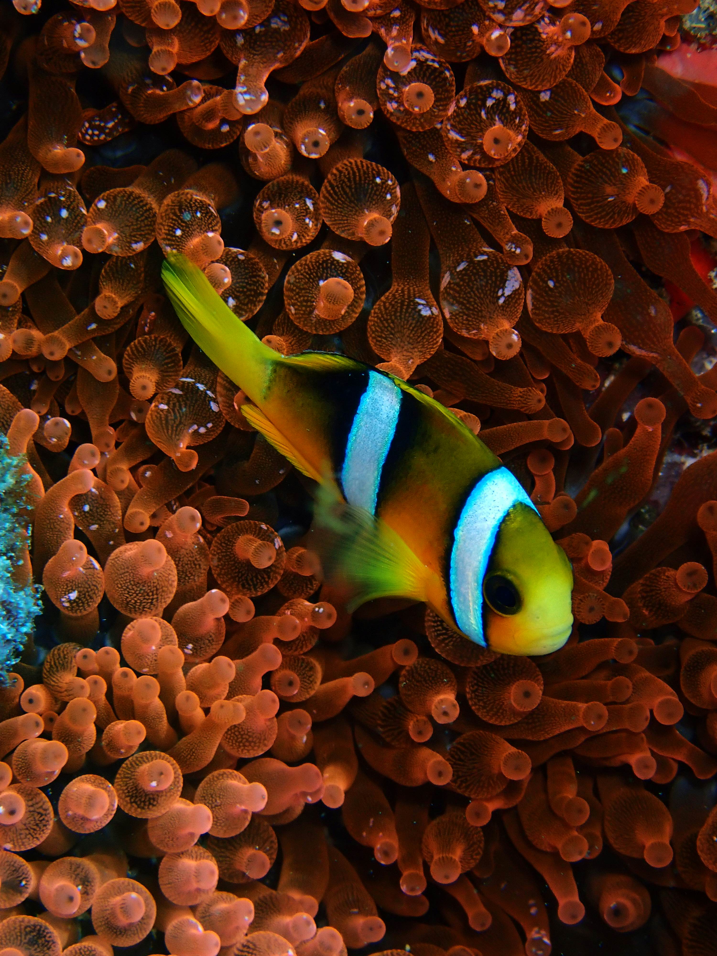 A clownfish spotted in an anemone.
