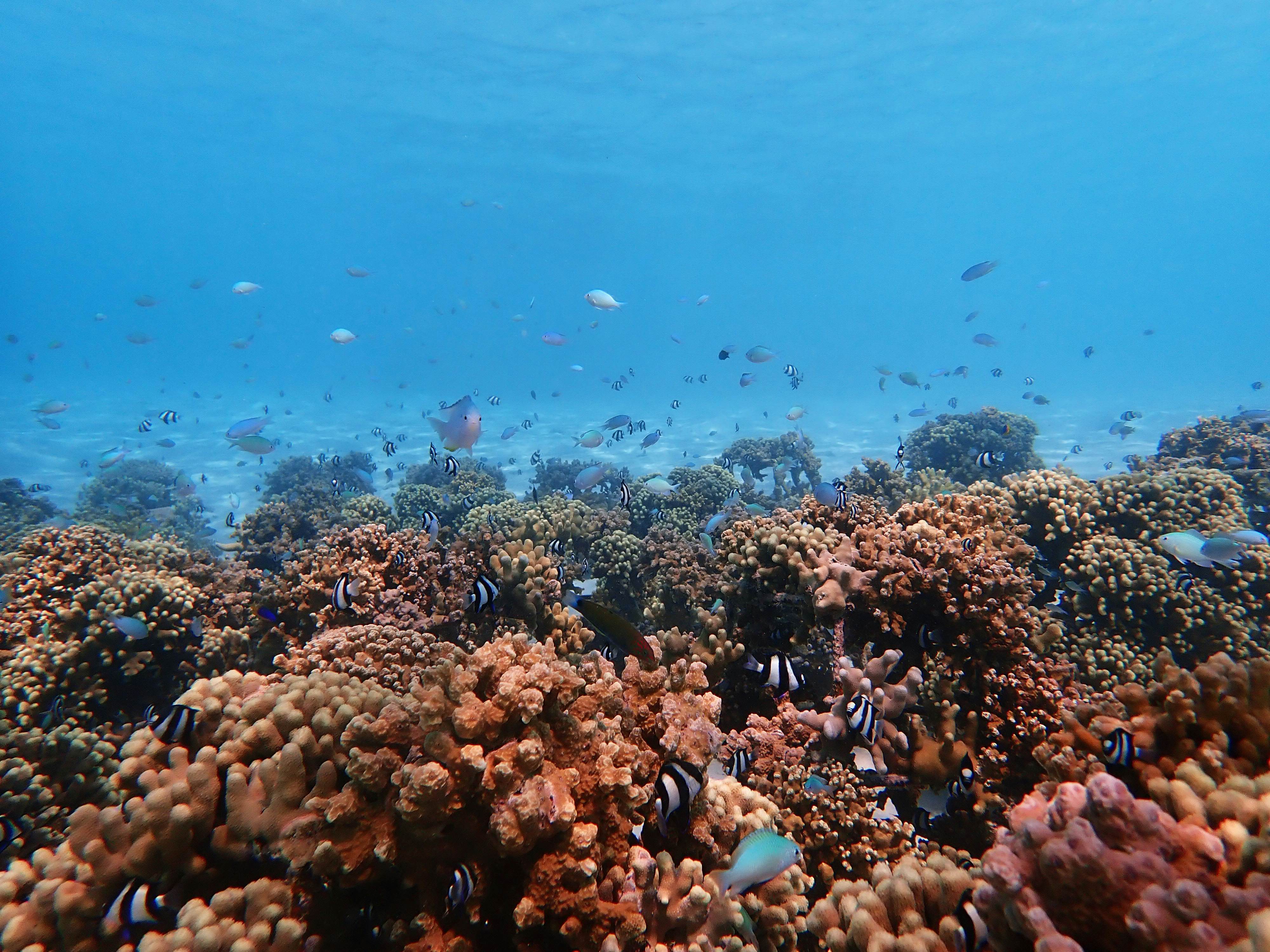 Sealife on the ocean floor.