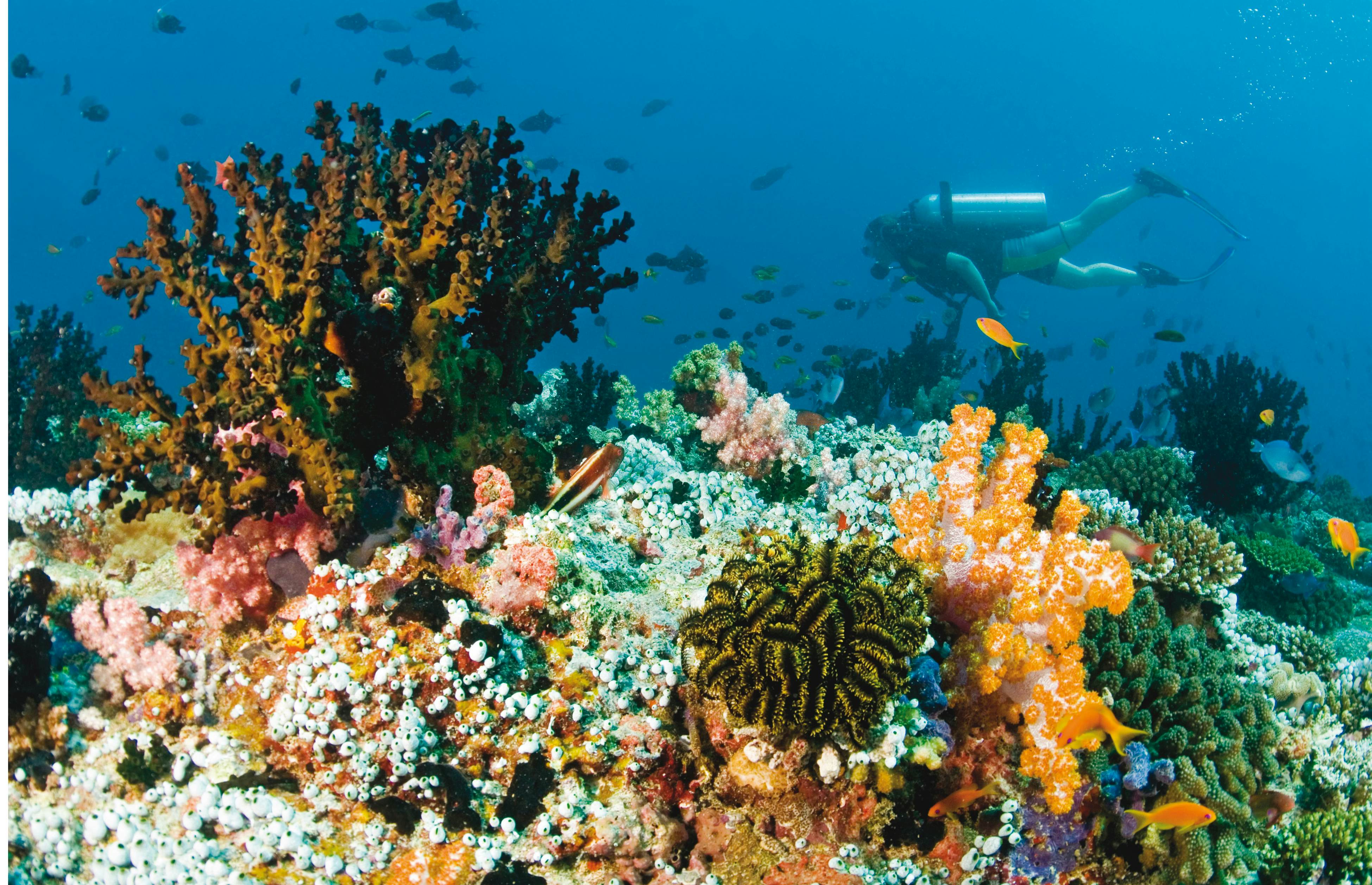 A diver passes a colorful section of coral
