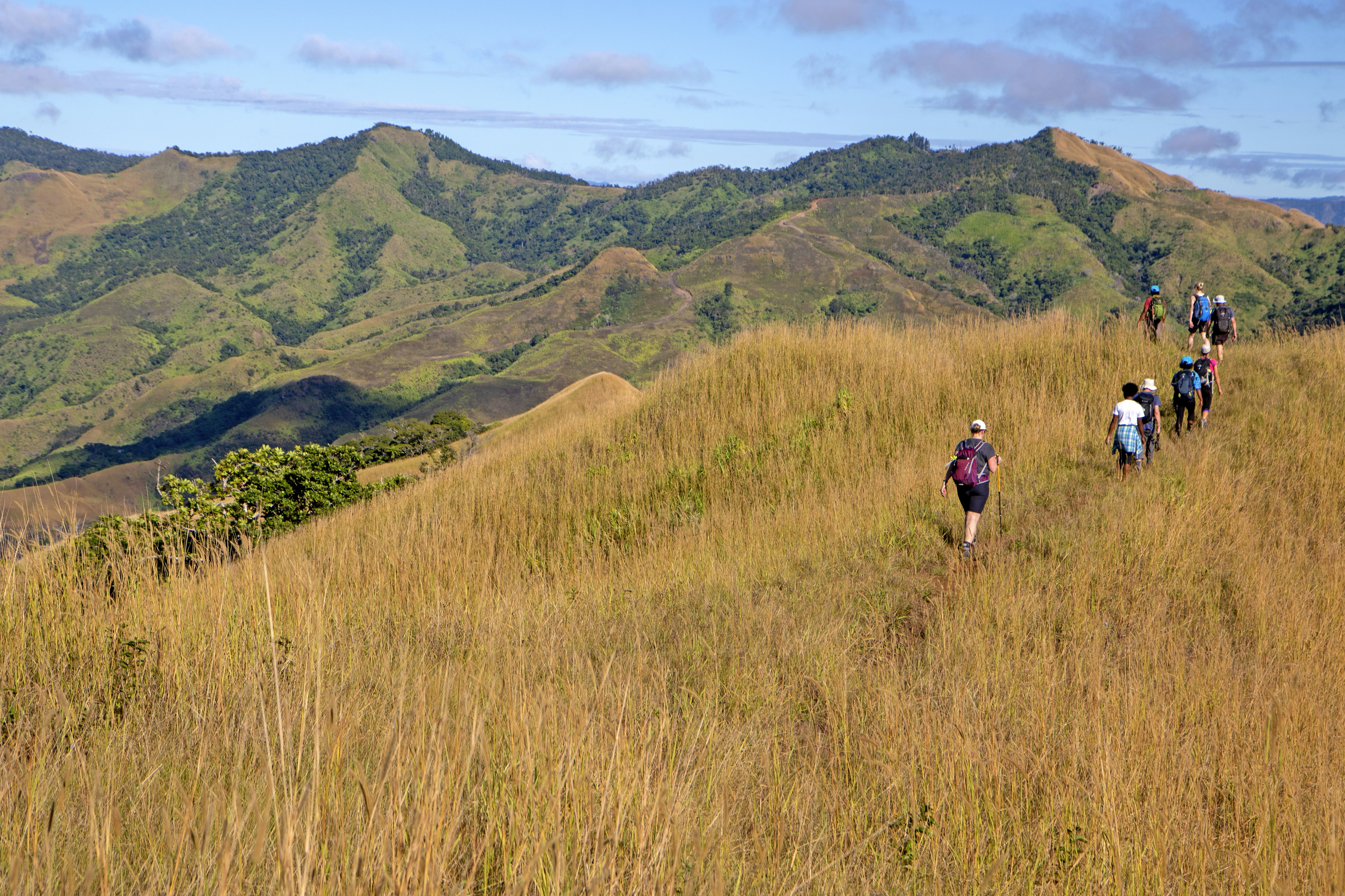 A group of hikers walk in single-file through grassland in a hilly landscape.