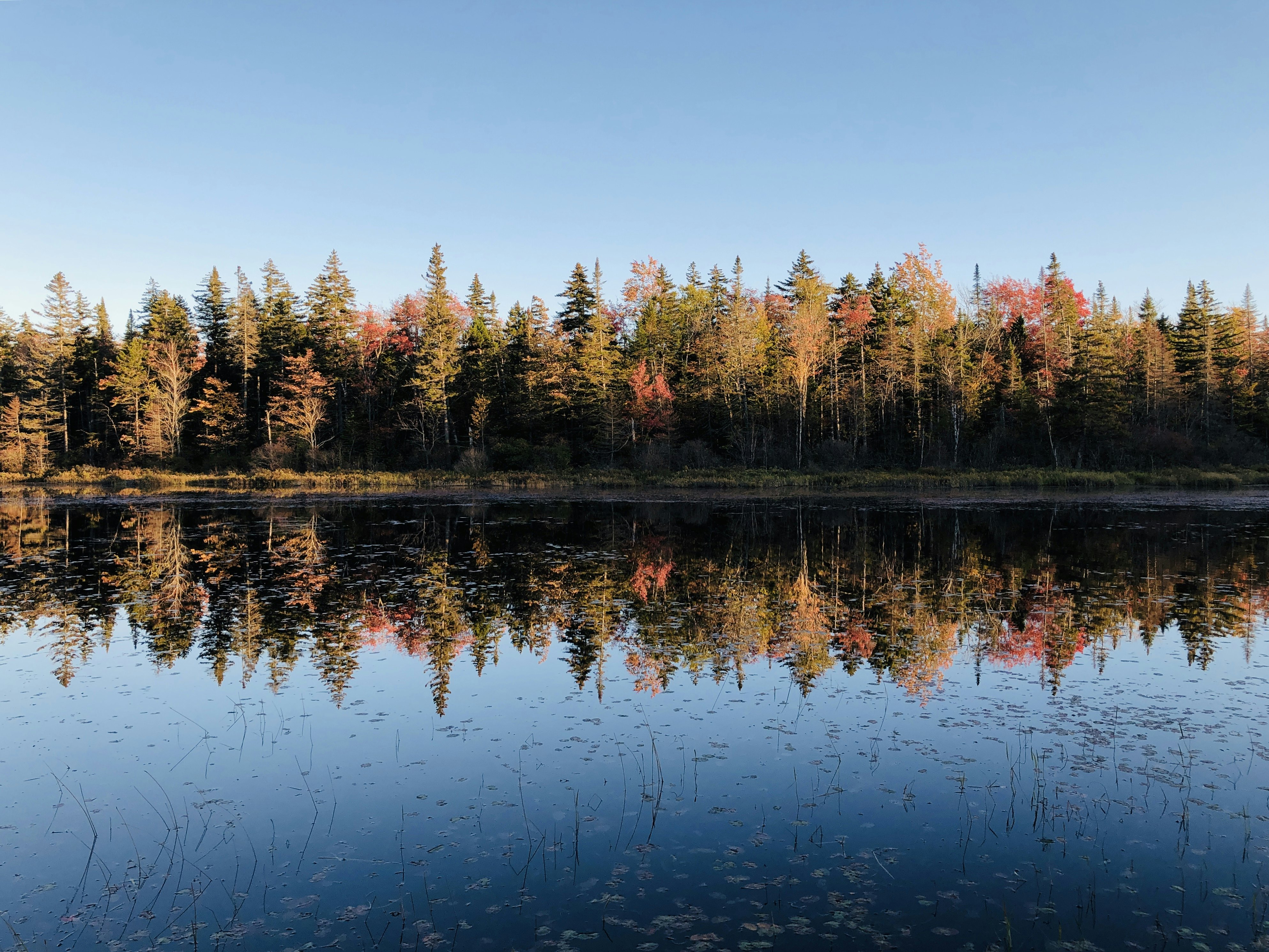 Small pond with Autumn tree reflection in Rangeley, Maine USA