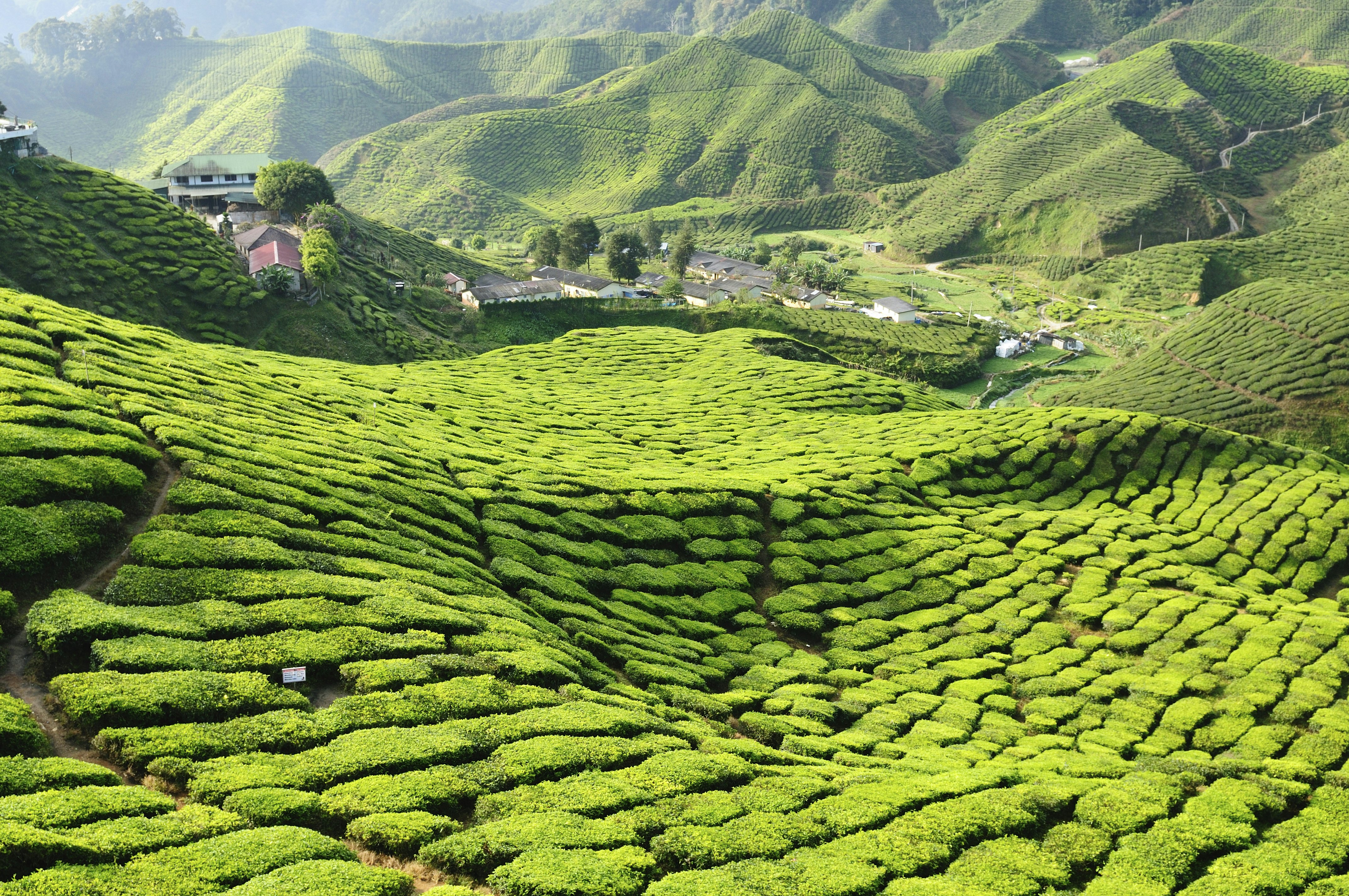 A dowhill view of the rolling hills of a tea plantation