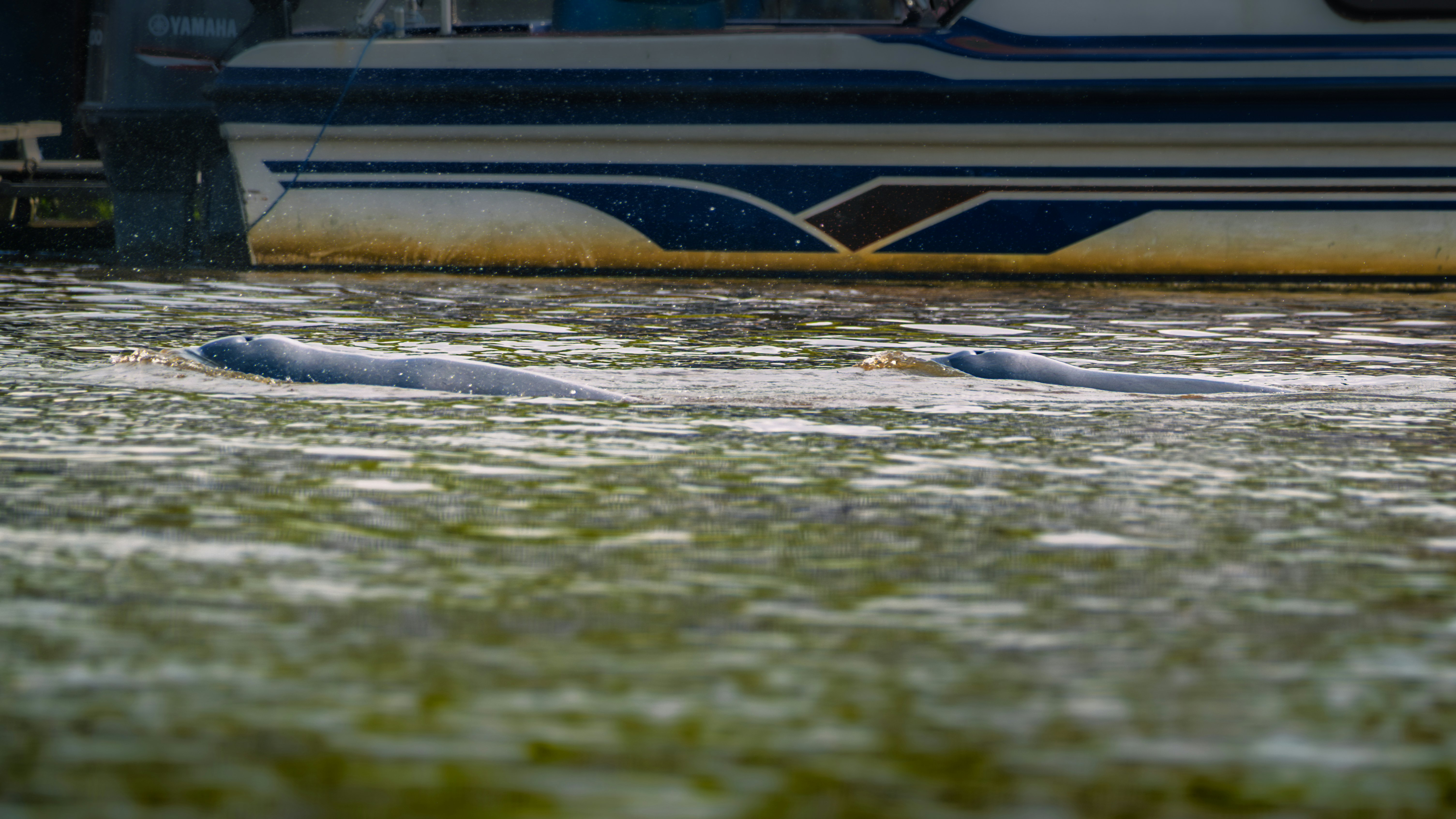 Dolphins are partly visible at the surface of a river. The hull of a boat is seen behind the dolphins.