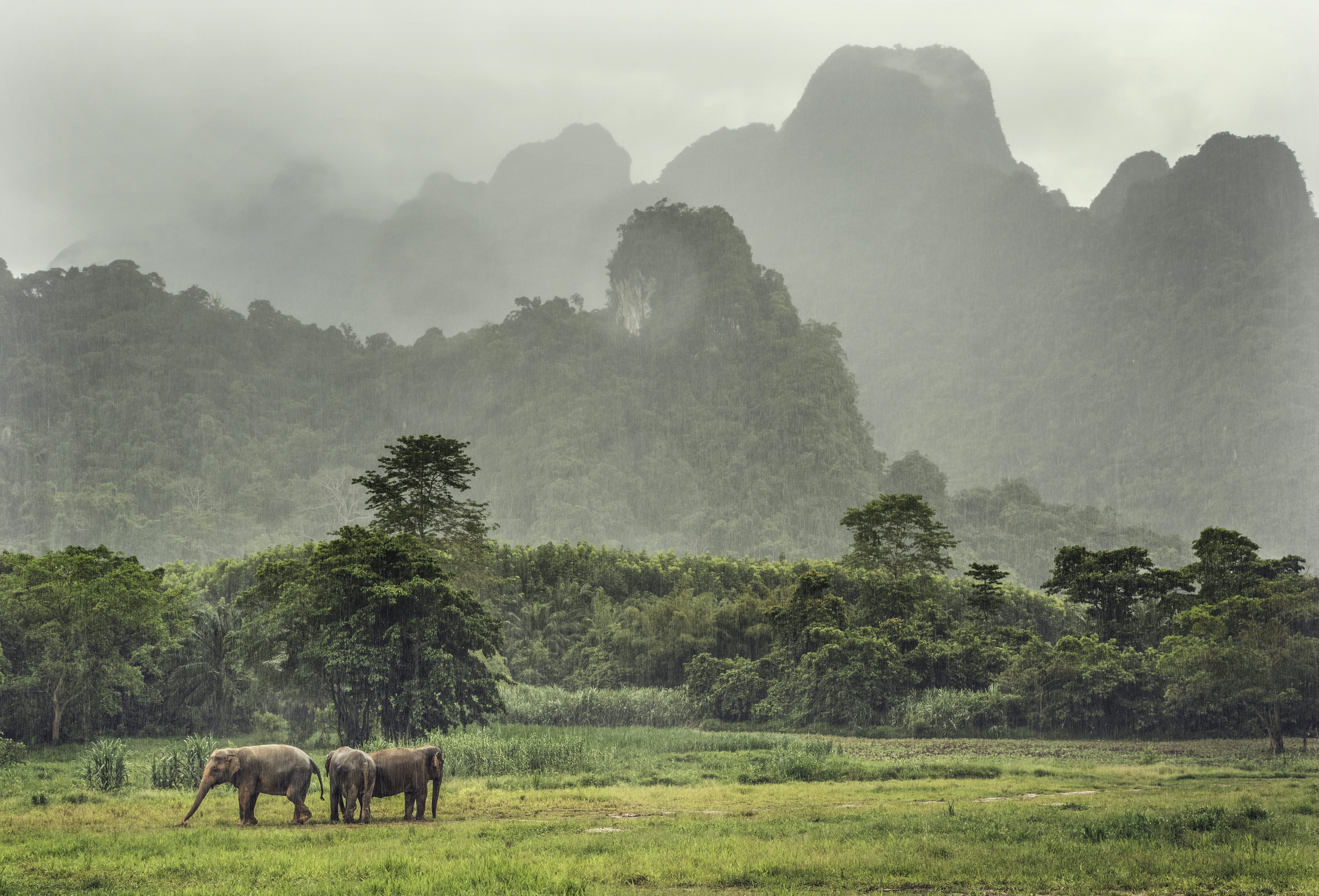 Three elephants in front of a set of mountains.