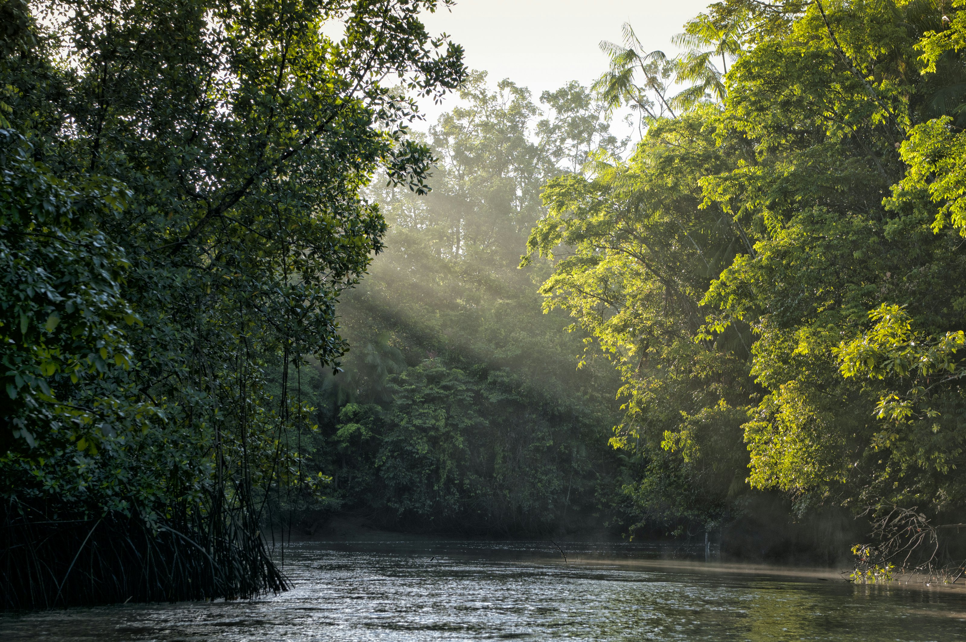 A ray of sunlight falls on a river and dense vegetation in Brazil.