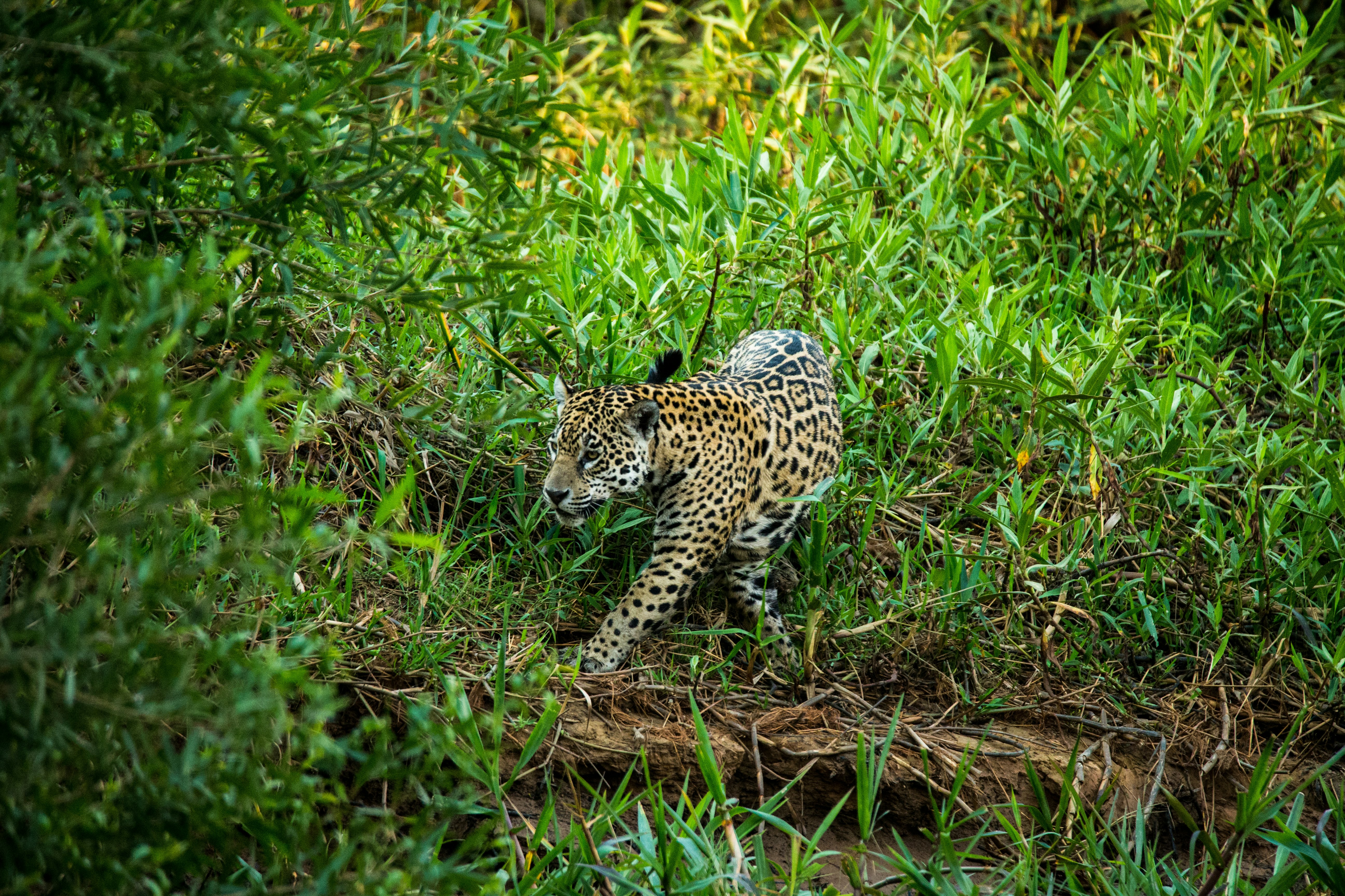 Wild Jaguar hunting along river bank.