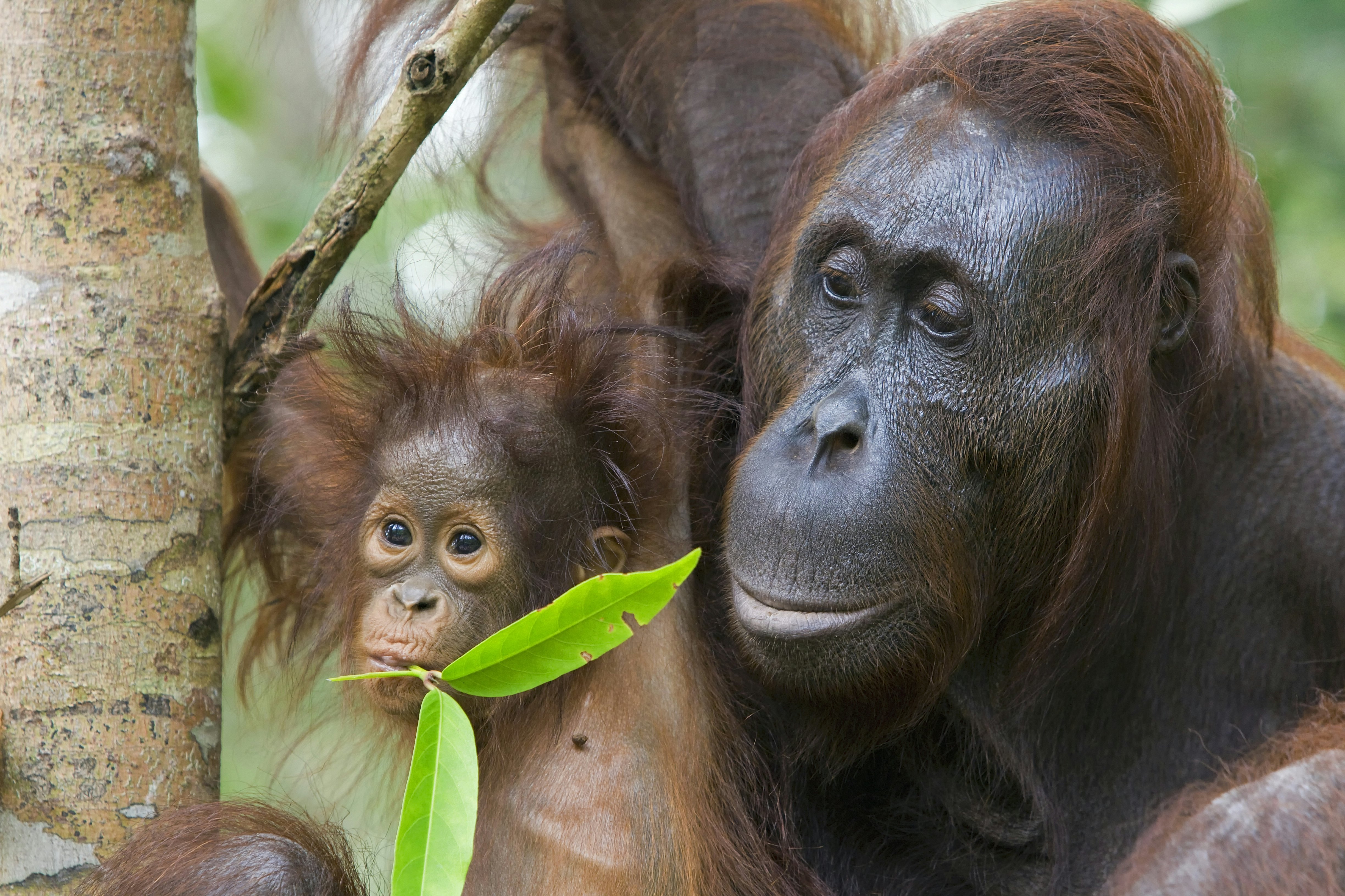 A female orangutan and baby in rainforest trees