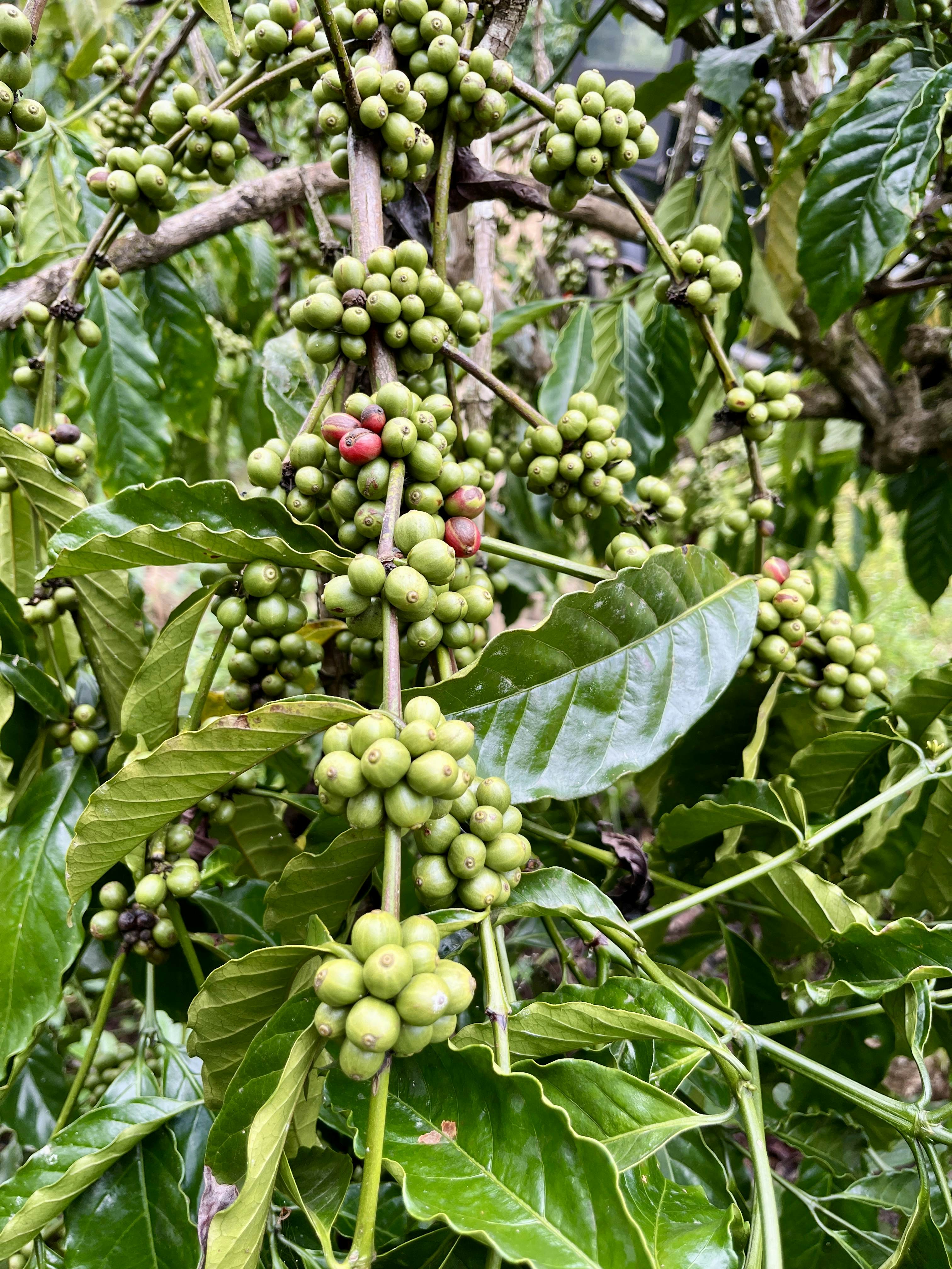 Coffee berries
