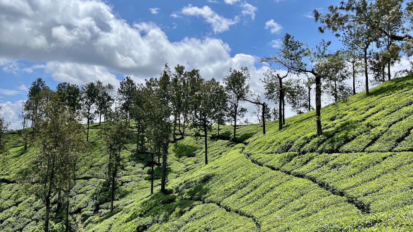 Kerala tea hills, Wayanad, Kerala