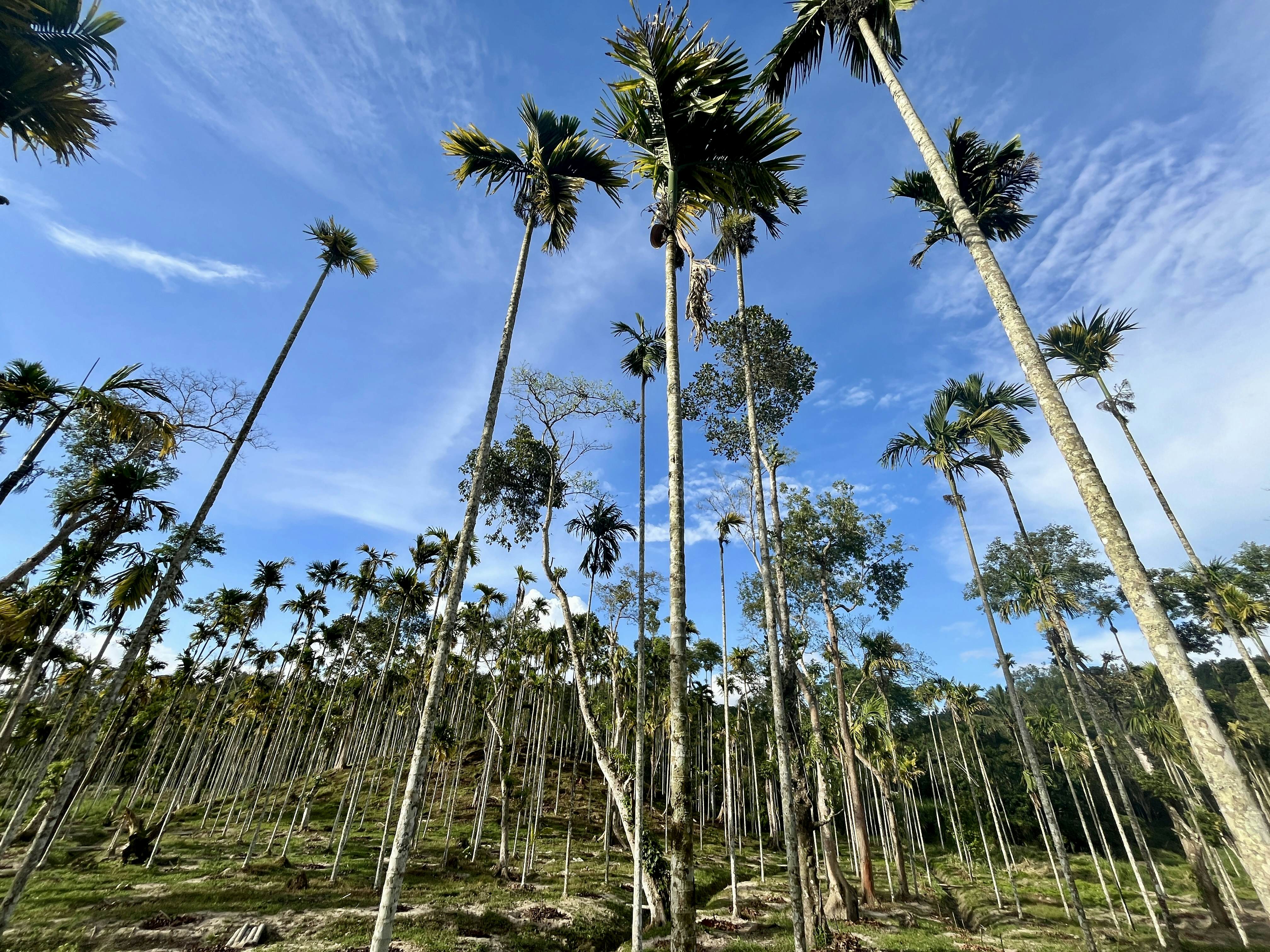 Betel nut growing on palm trees