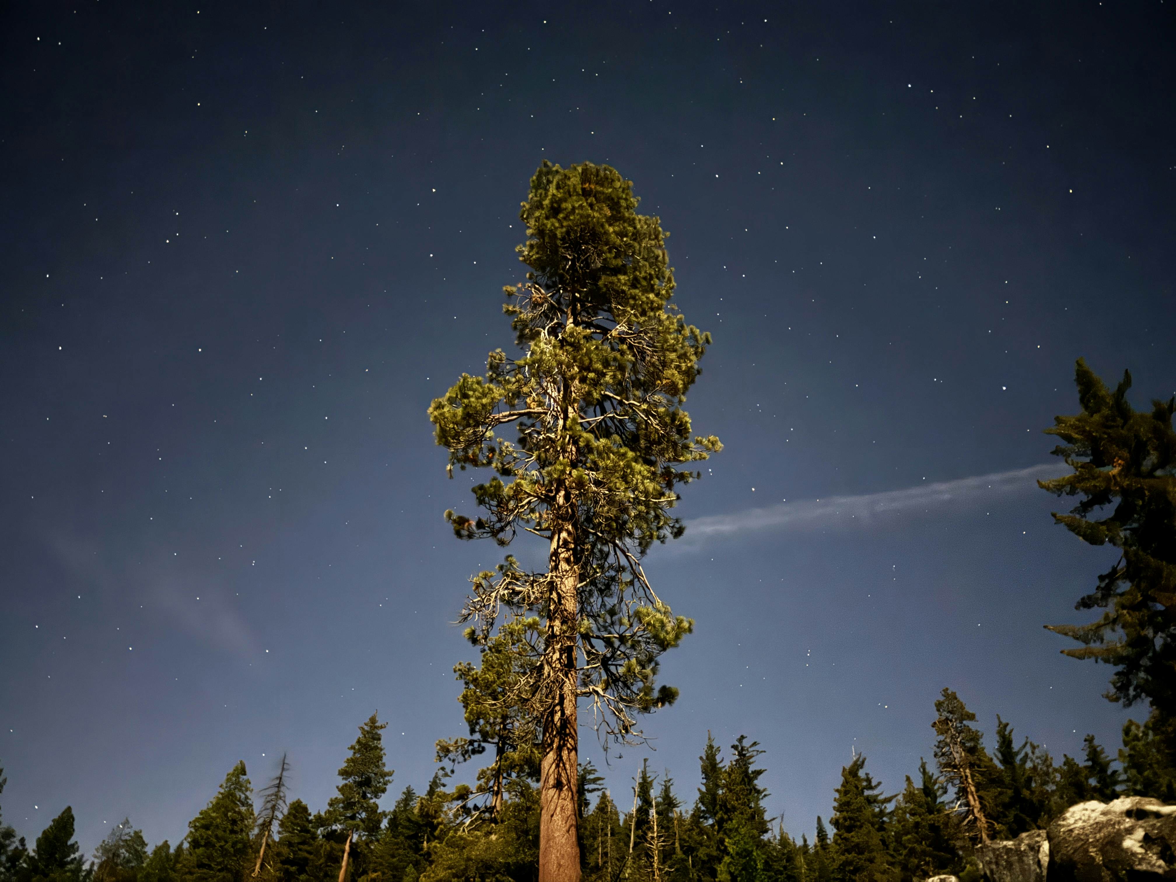 Dark blue sky is dotted with stars with a single green tree in the center.