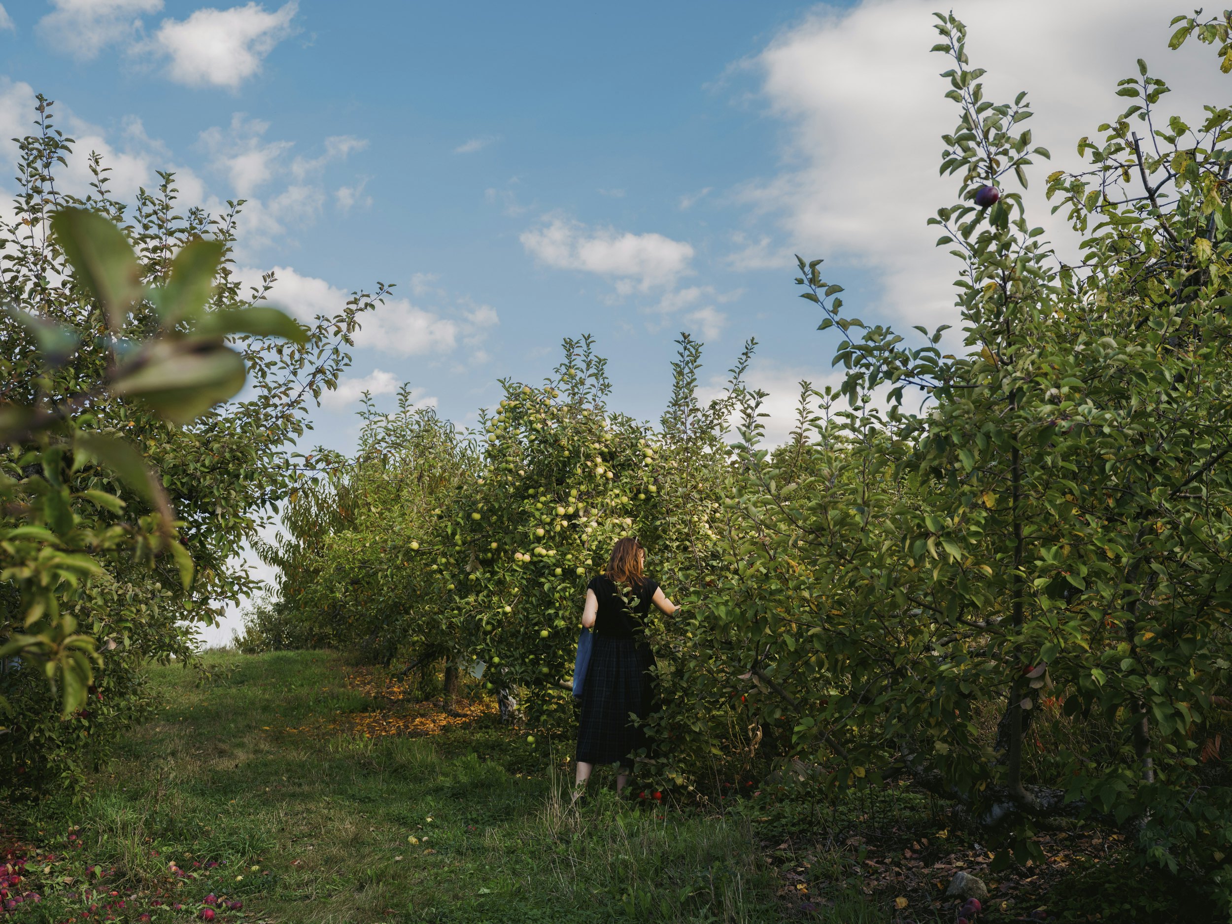 Apple picking at School House Farm in Warren.