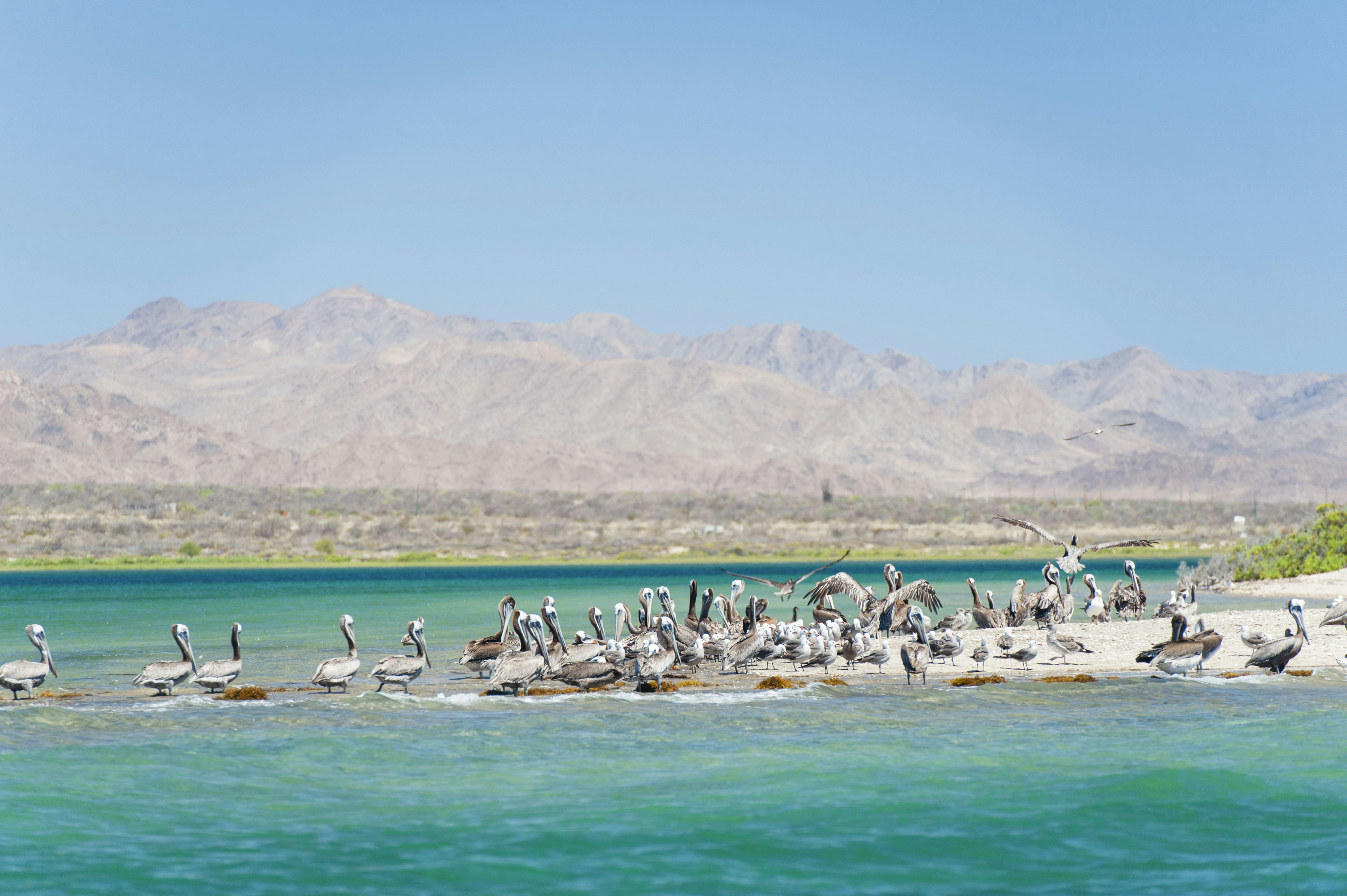 A group of pelicans gather on a sand bar in a shallow bay with turquoise waters. Dry hills are on the far shore in the distance.