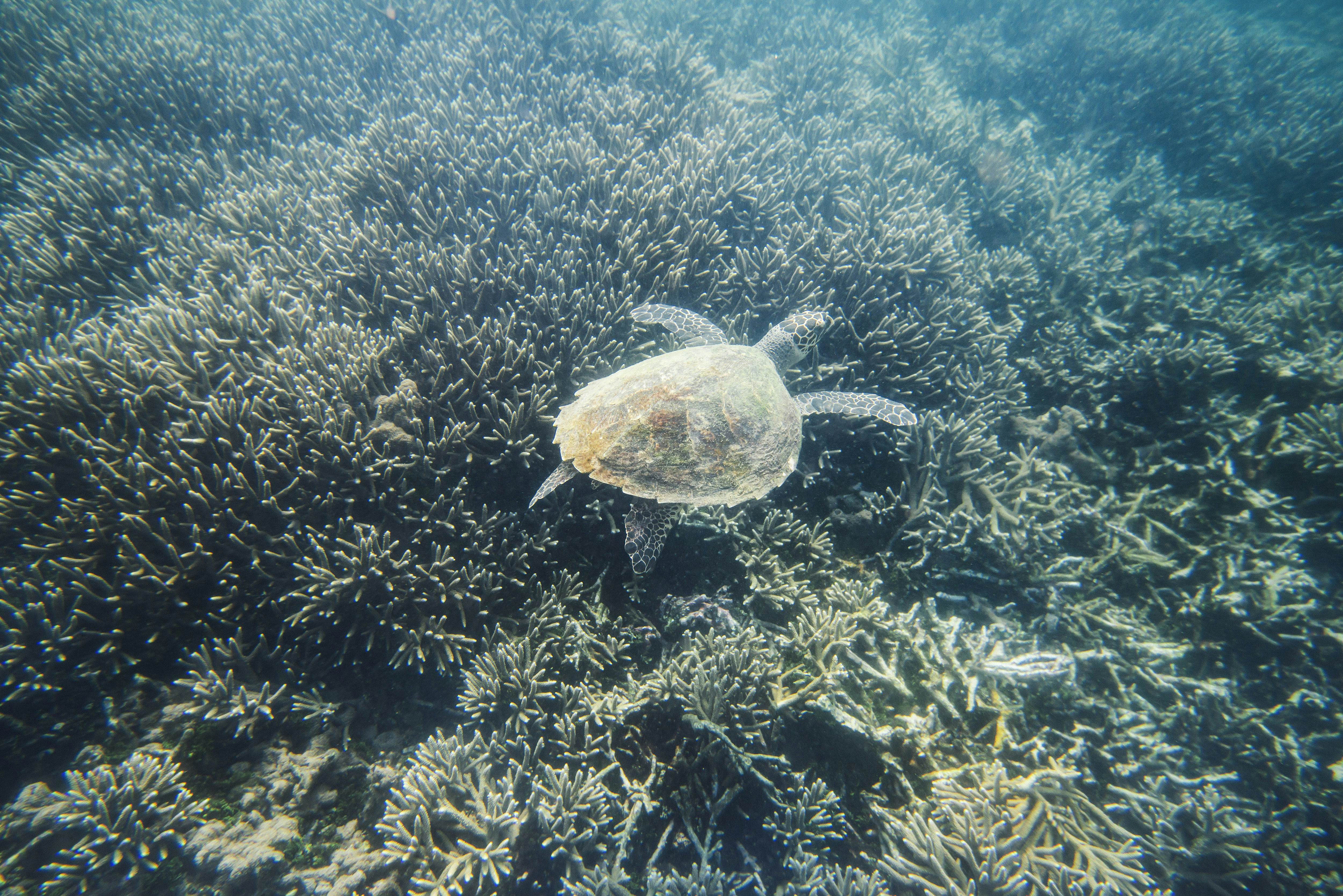 An underwater view of a hawksbill sea turtle swimming in Sri Lanka.