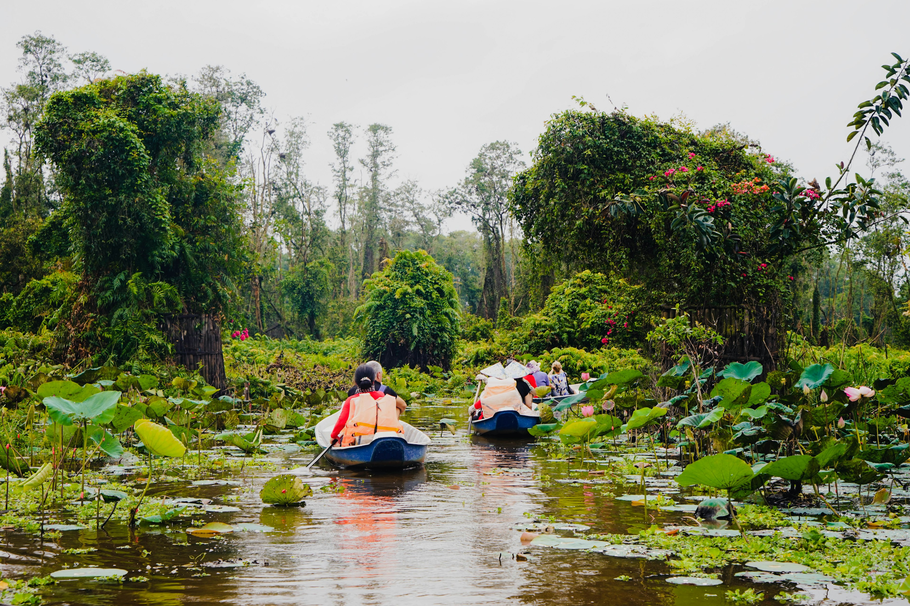 Small canoes paddle down a waterway covered in lily pads near a woodland.