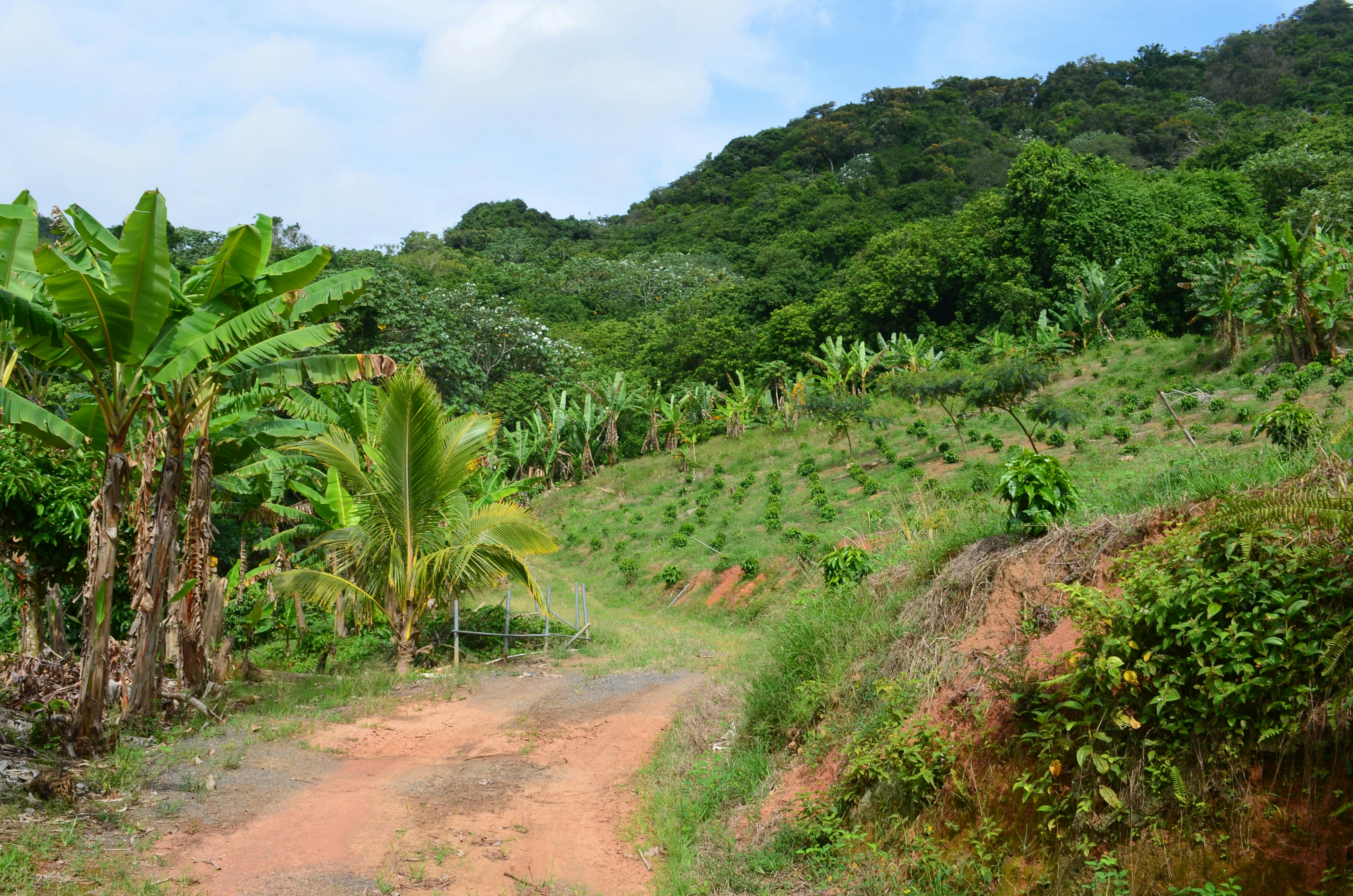 Coffee Farm in Puerto Rico, Recovering from Hurricane Maria, Coffee plantain in the Puerto Rican mountains.