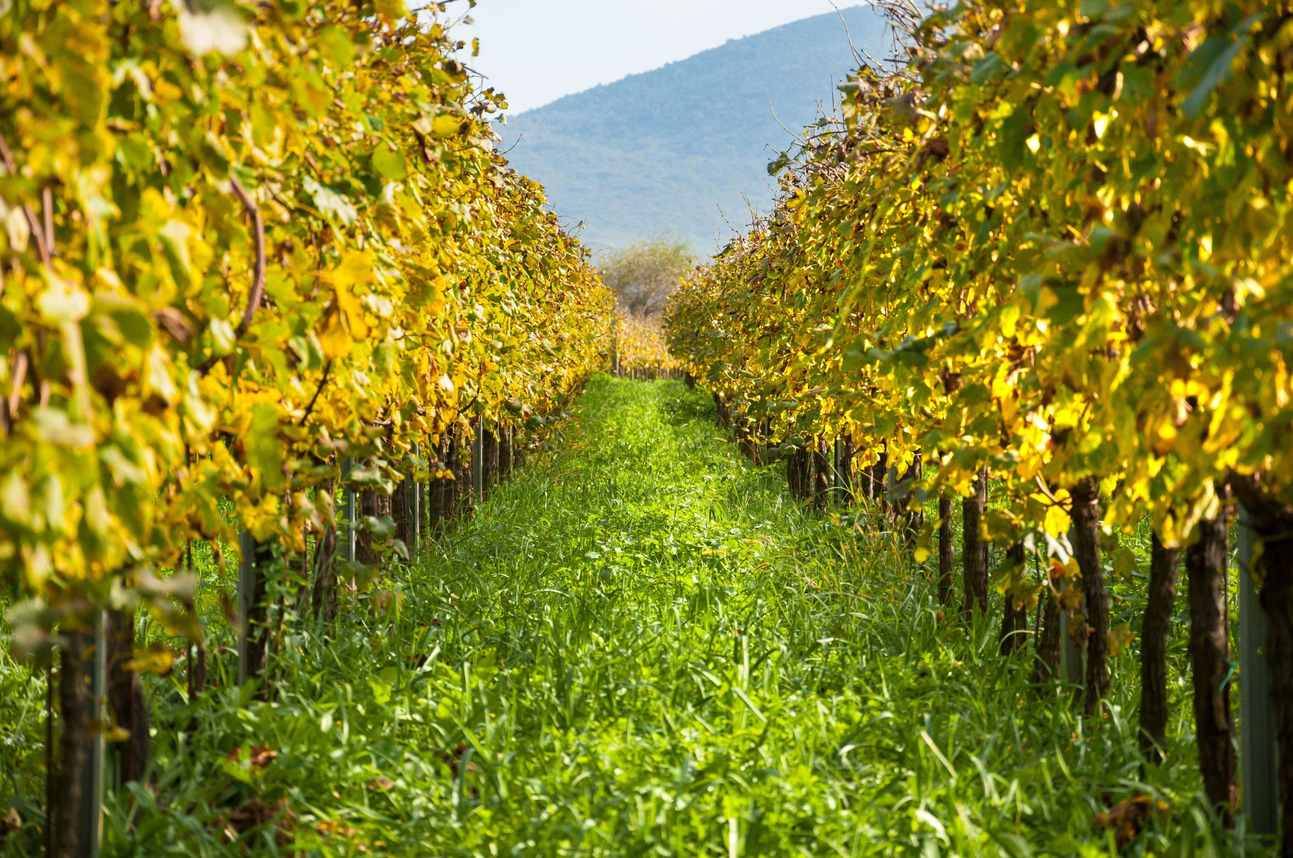 A path of green grass cuts through yellow grapevines.
