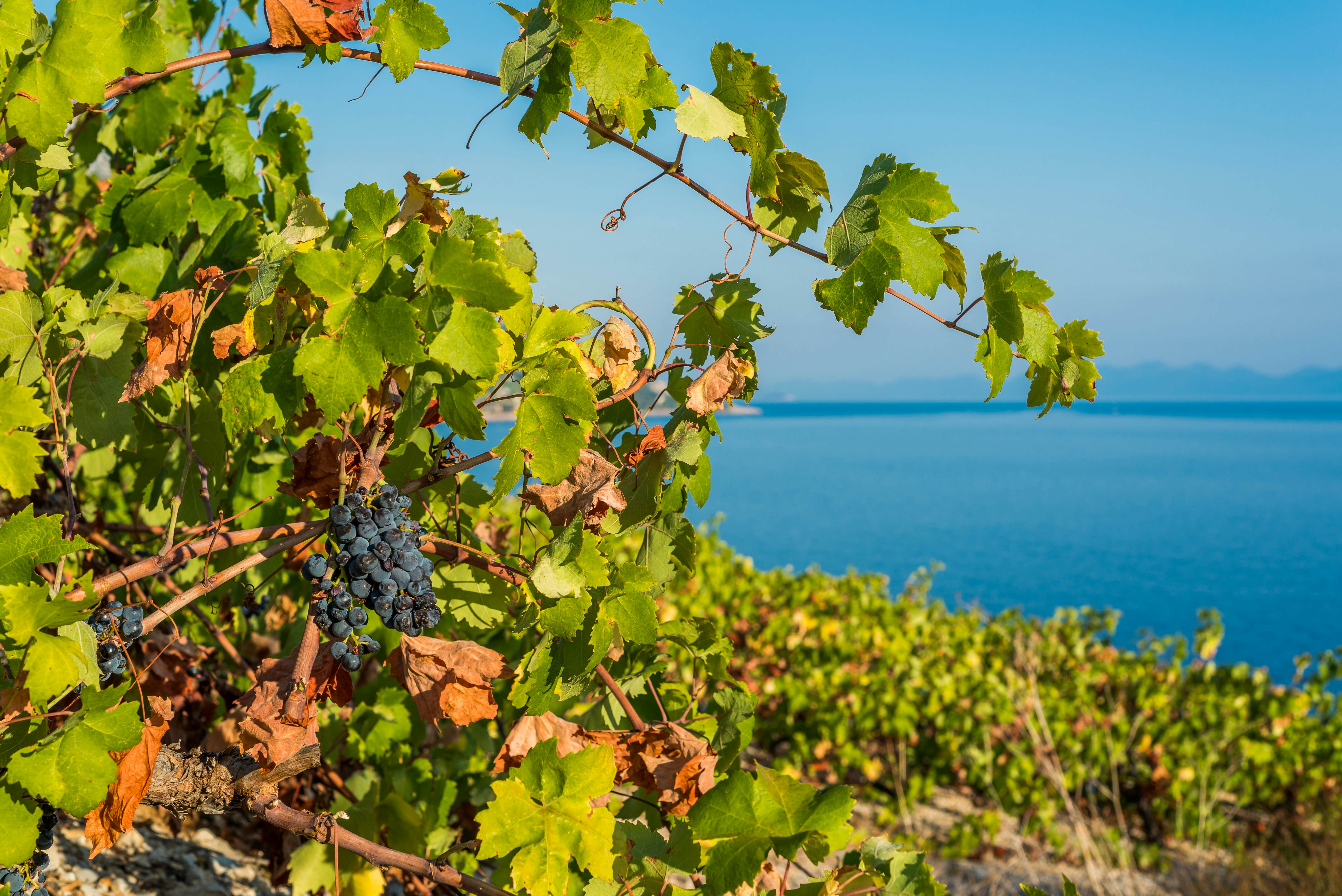 Ripe purple grapes grow on a vine on a hillside in the foreground; the sea is in the background.