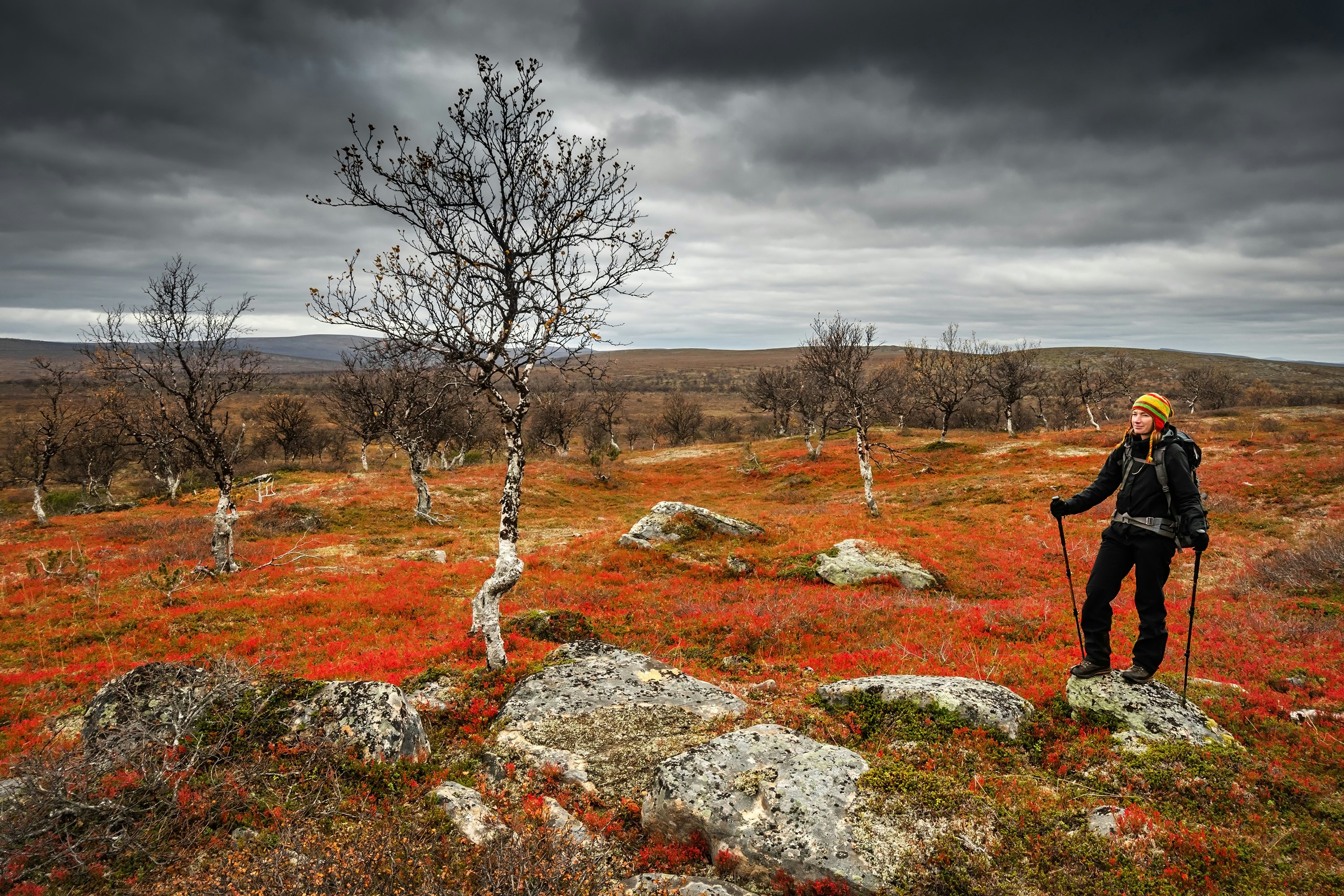 A hiker stands on a rock in an area covered with orangish red plants in Finland; the trees are short and bare.