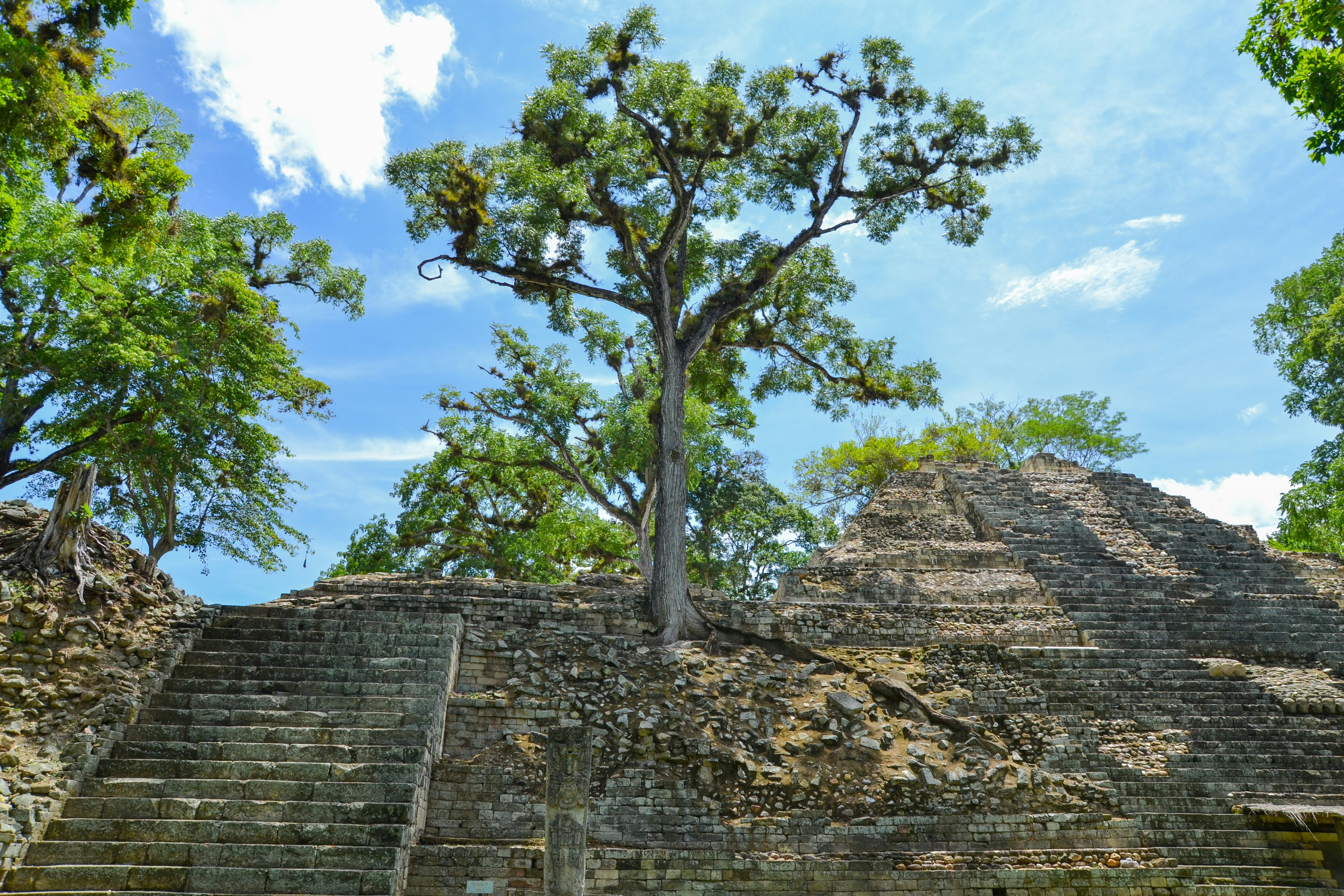 Jungle trees growing on the ruins of Copán in Honduras.