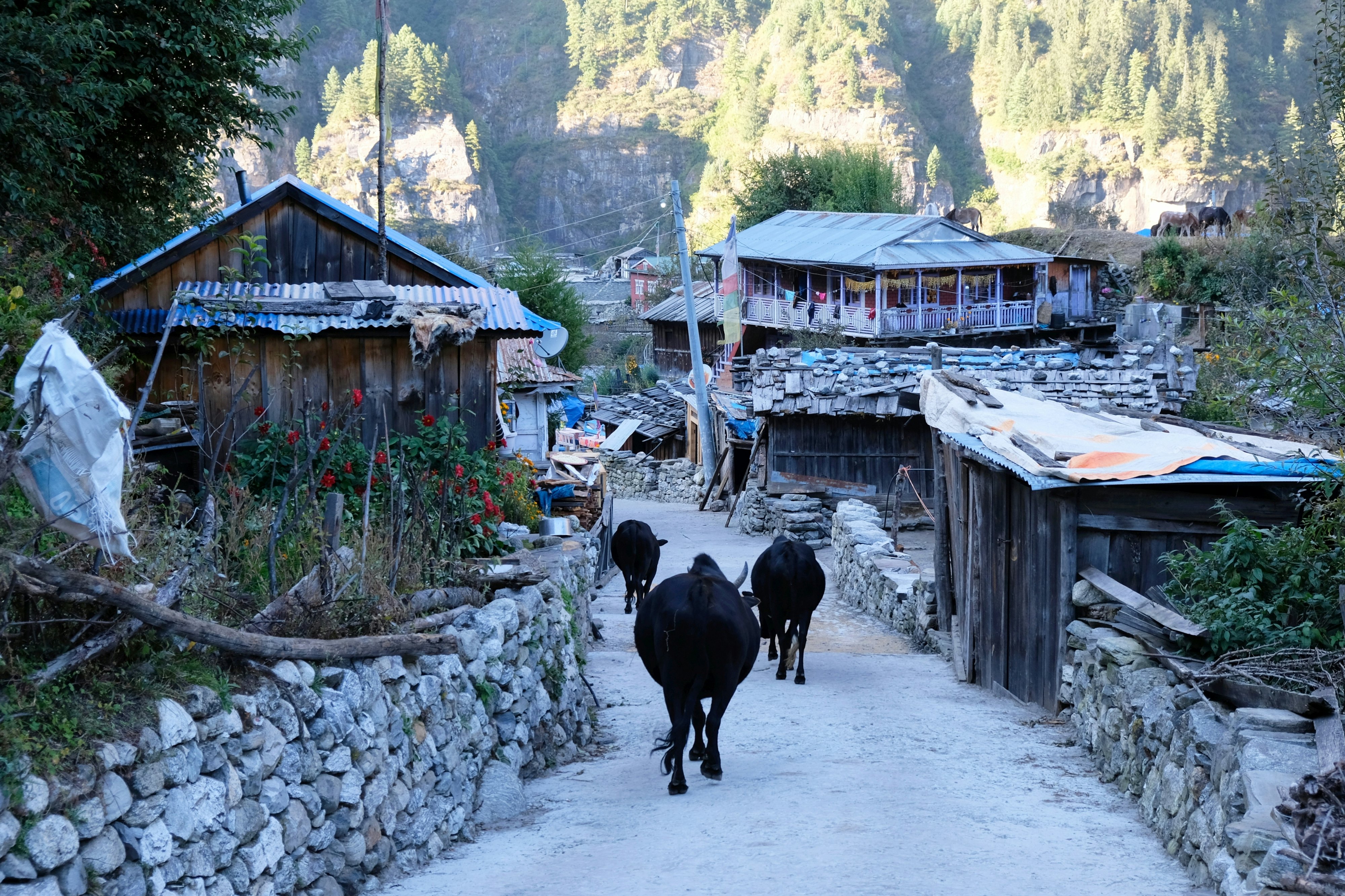 Three black cows wander down a stone path in a small mountain village.