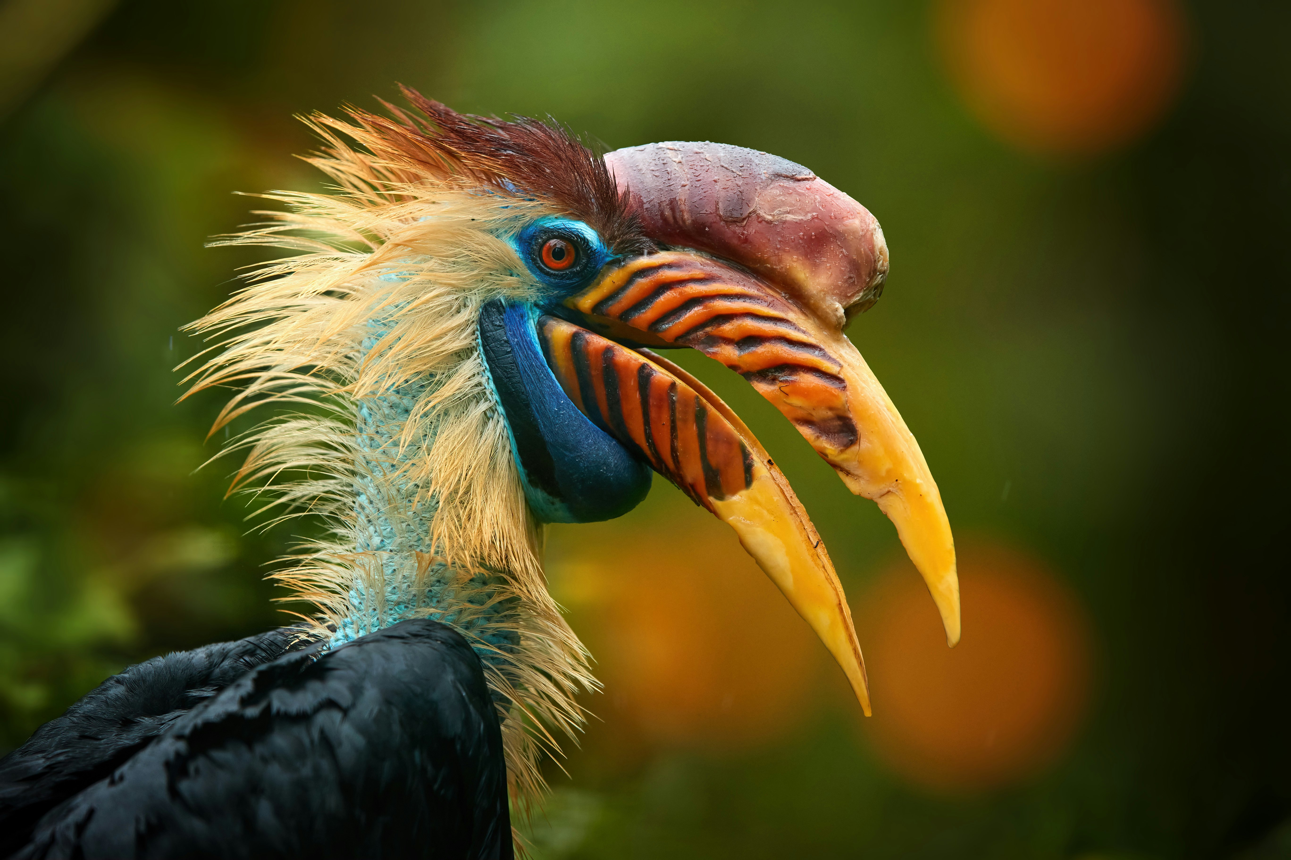 A knobbed hornbill on the island of Sulawesi, Indonesia.