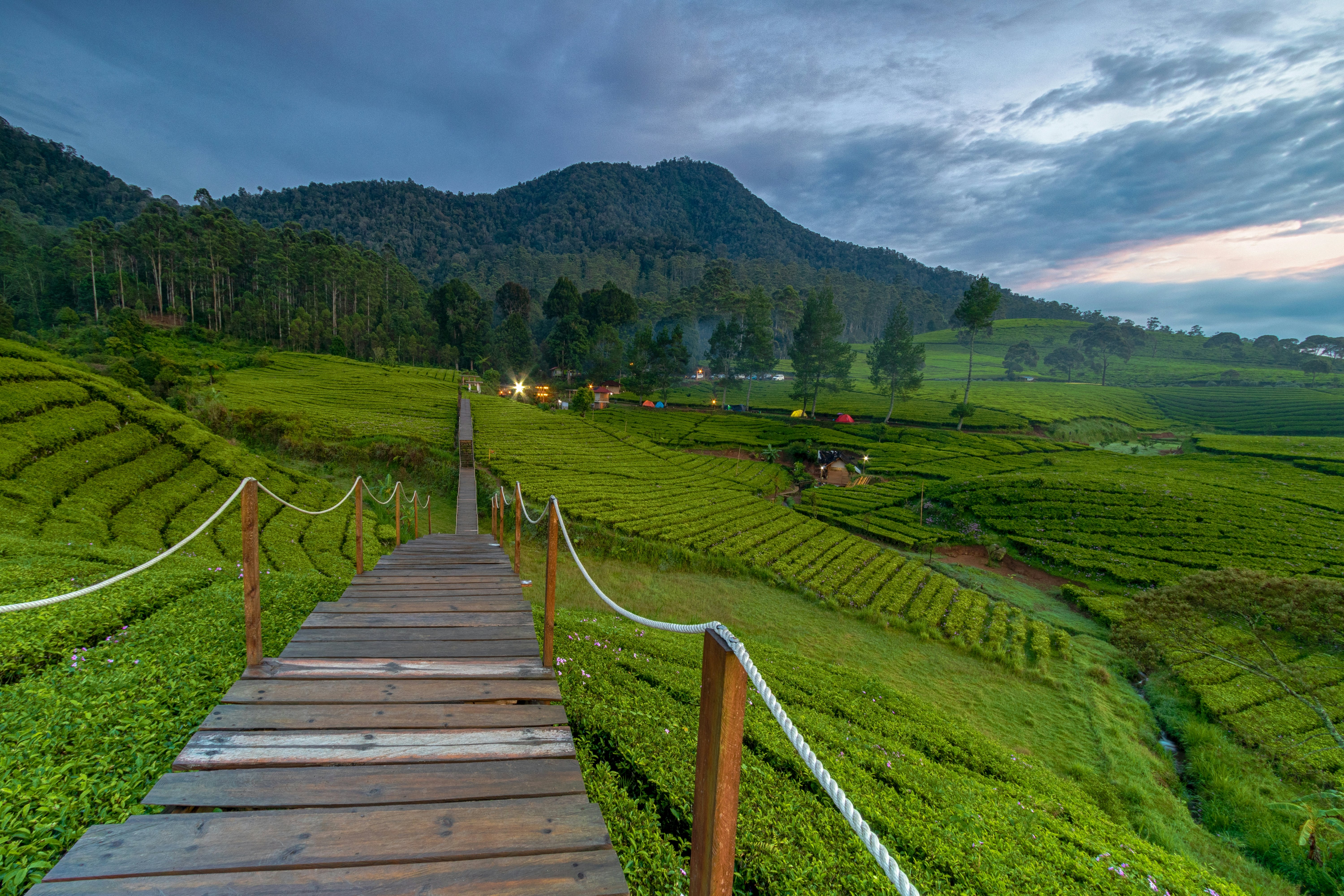 Sunrise on a wooden bridge over green tea gardens in Bandung