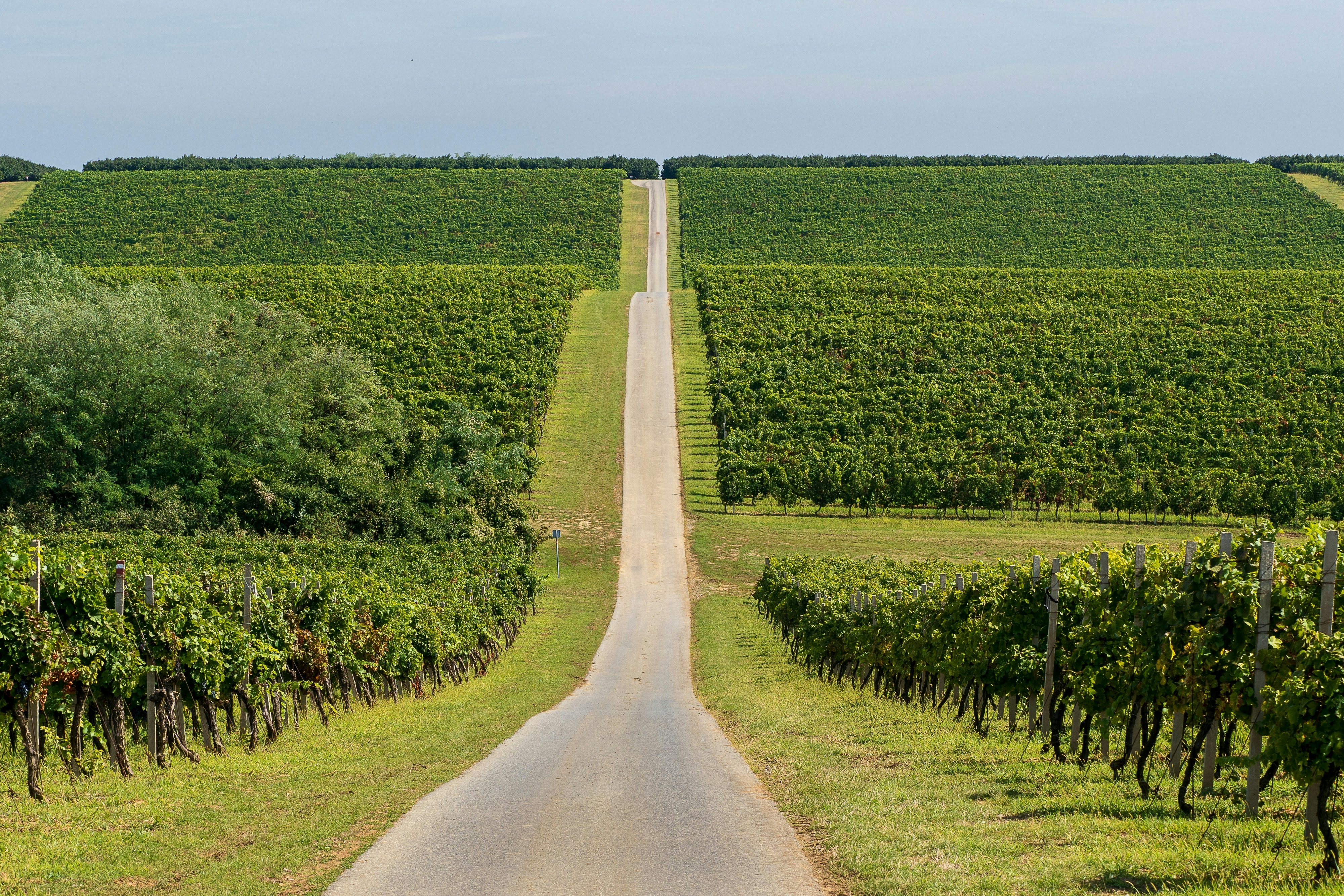 A road cuts through green vineyards growing on rolling hills on either side.