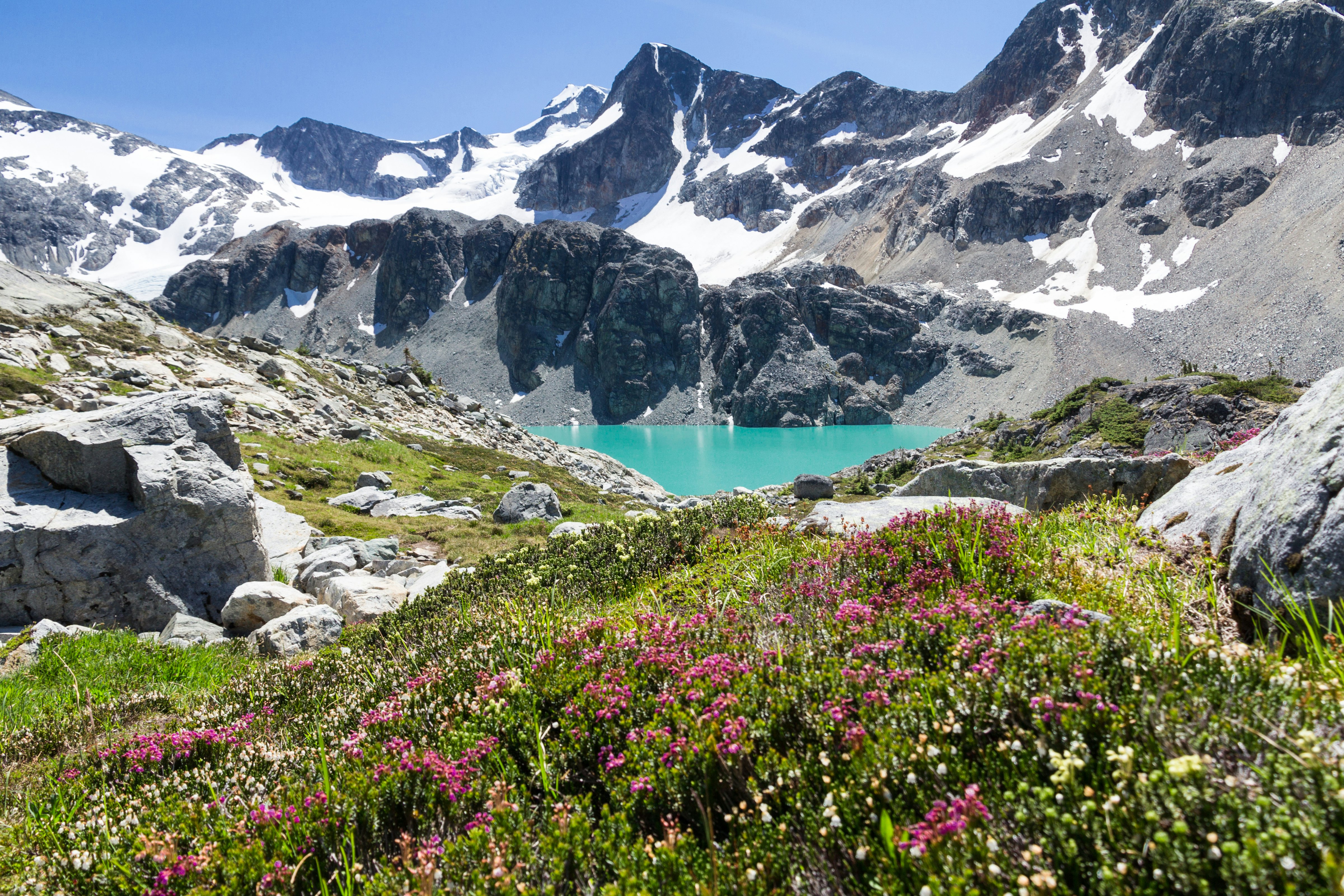 A turquoise lake at the base of a rocky, snowcapped mountain; blooming flowers are in the foreground.