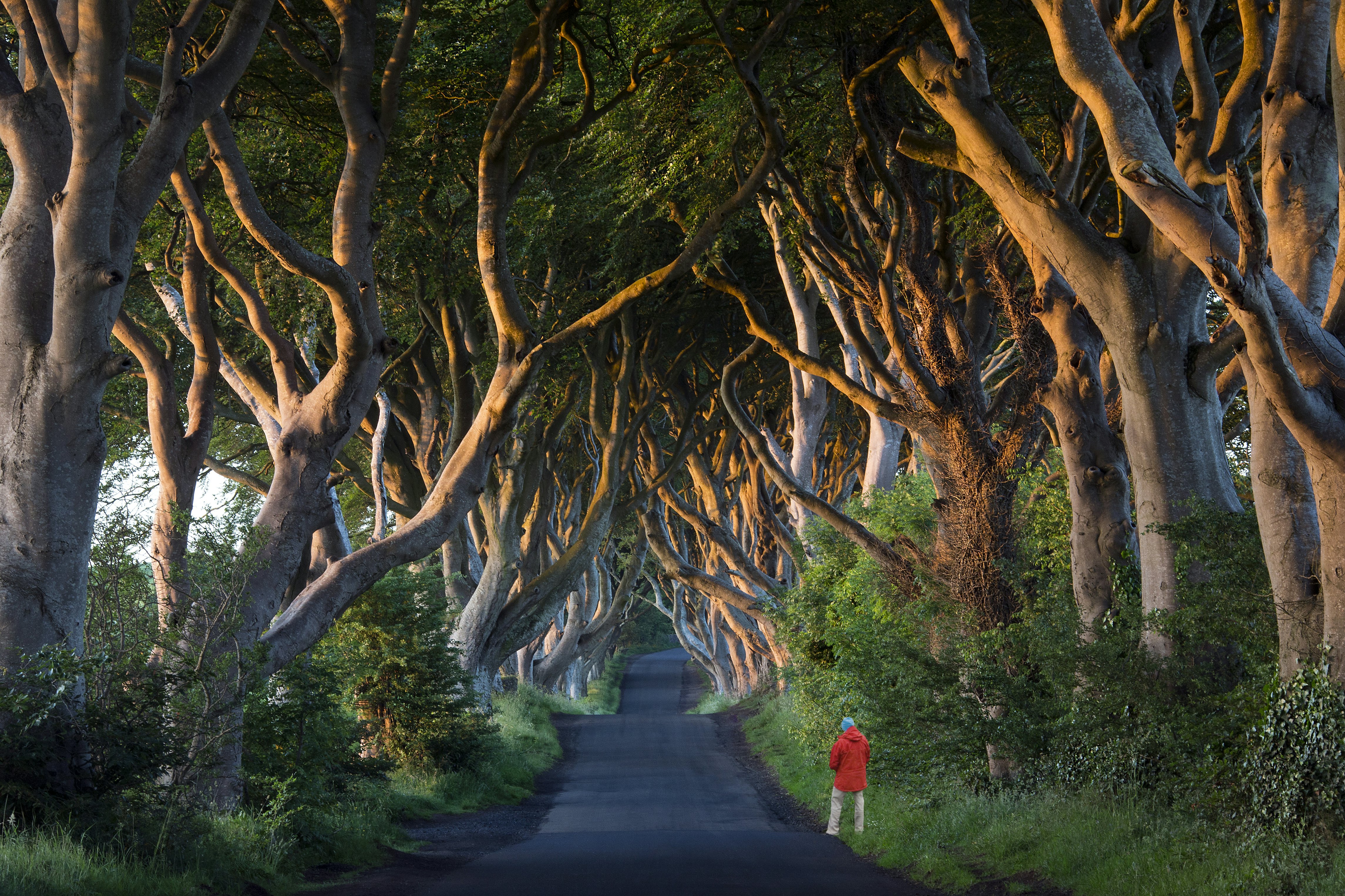 A person in a red jacket stands by a road leading through an allée of gnarled trees that form a tunnel over the road.