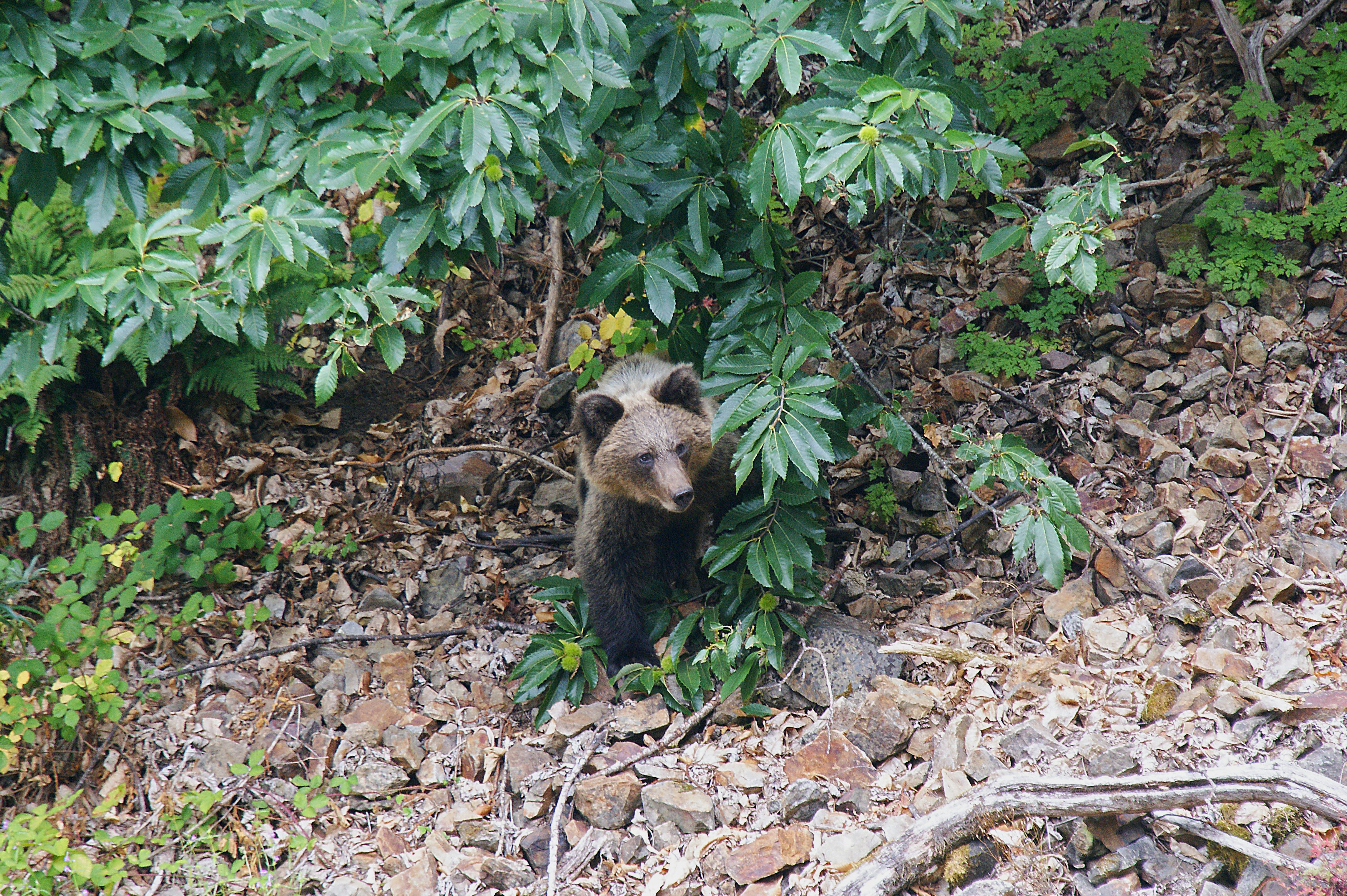 A cantabric bear (Ursus arctos arctos) in the wild surrounded by trees and rocks Asturias, Spain.
