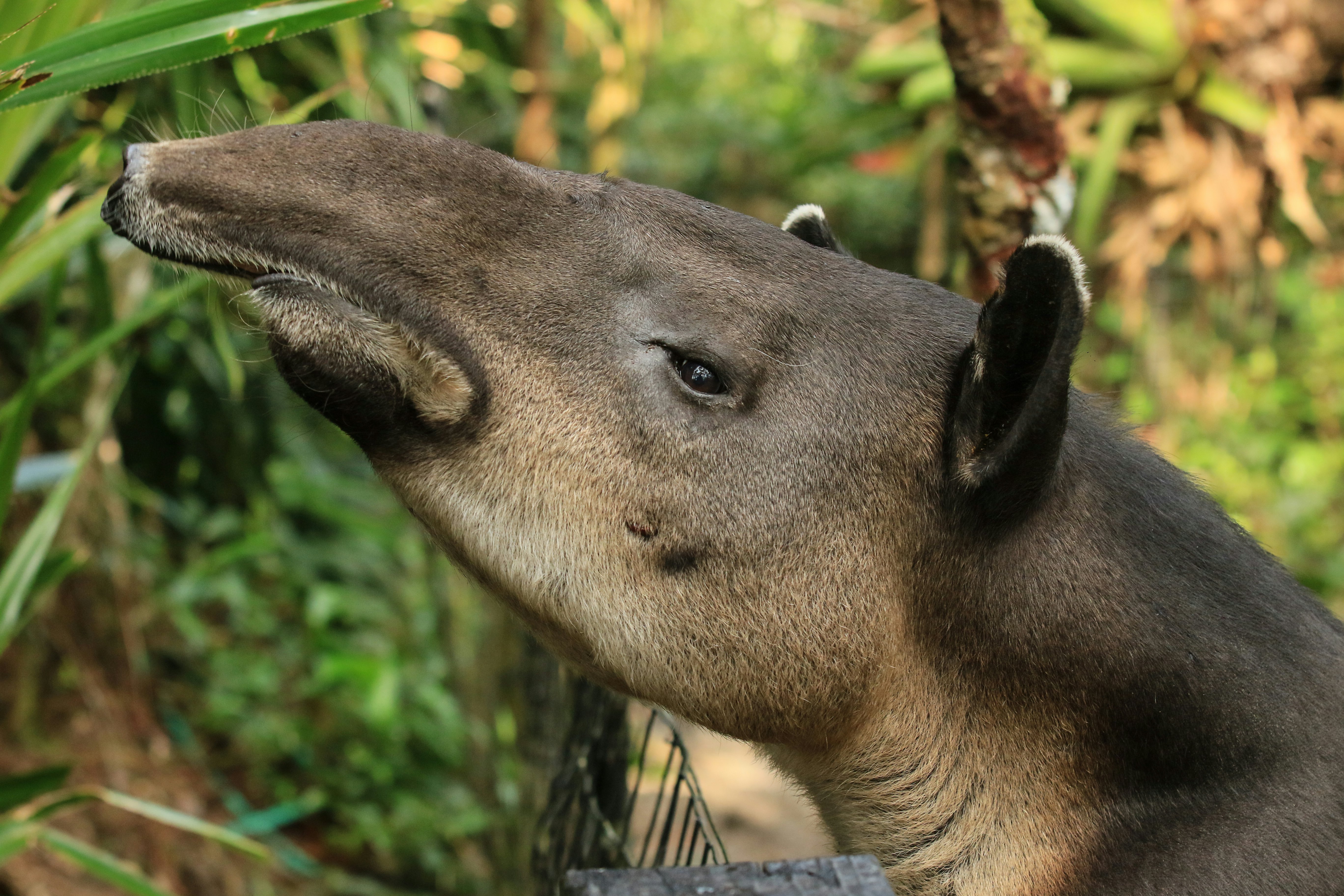 Close-up of a tapir's head in a jungle environment.