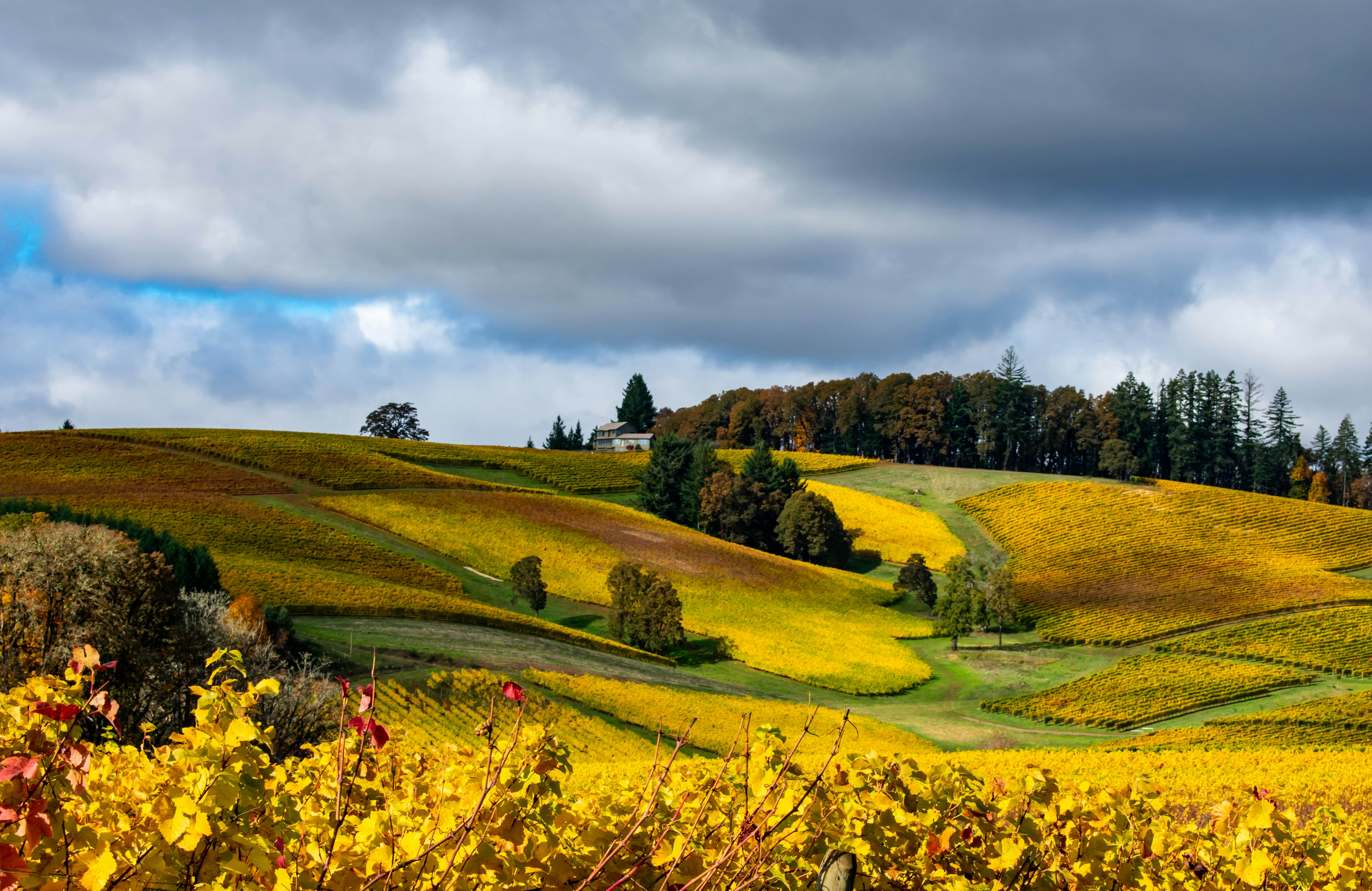 Looking up a hill covered with golden vines in October in an Oregon vineyard under a blue sky with gray clouds., License Type: media, Download Time: 2025-01-17T15:54:38.000Z, User: Ppeterson948, Editorial: false, purchase_order: 56500 - T&R or Kids, job: Global Publishing WIP, client: BIT 2026, other: Pia Peterson Haggarty