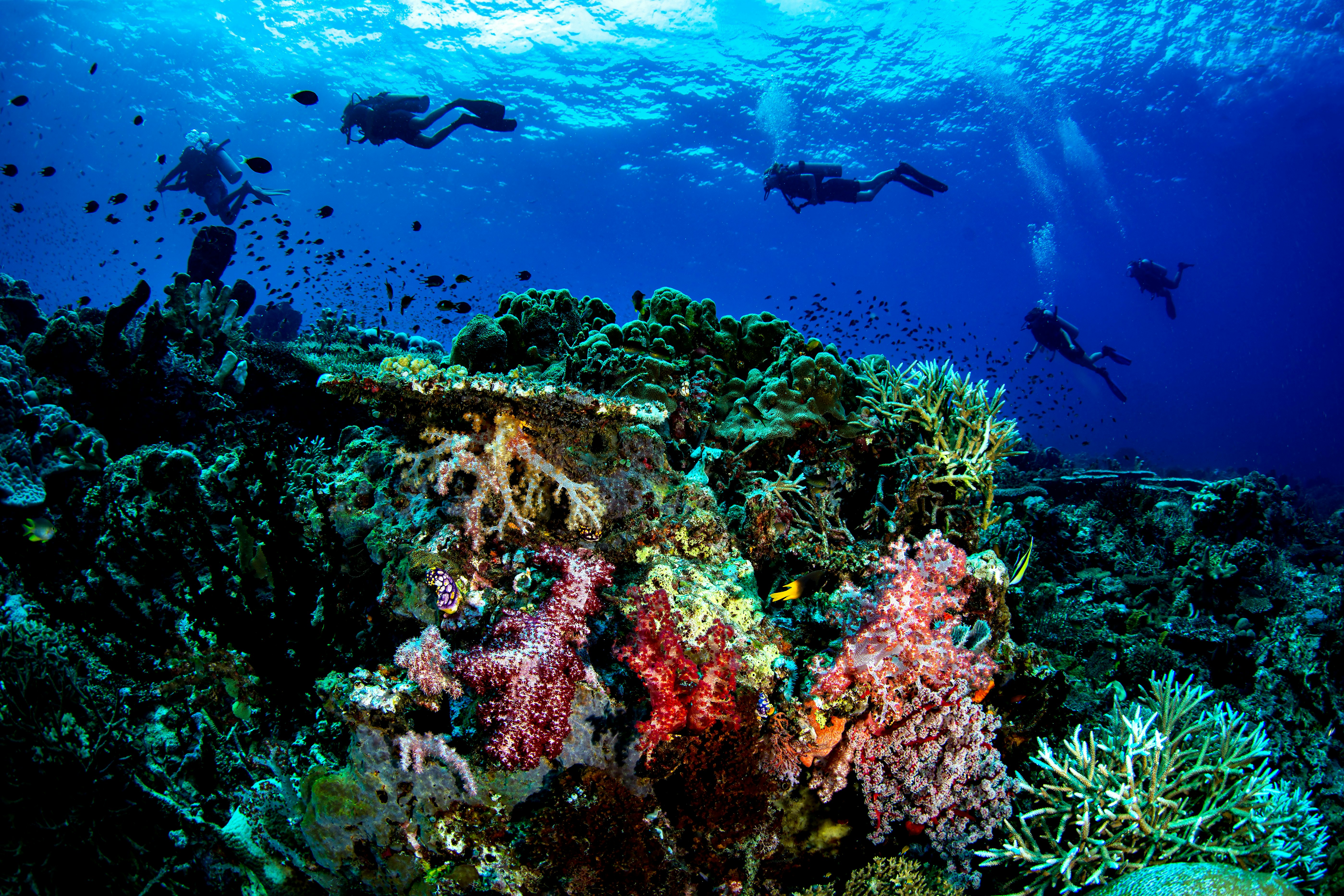 Divers pass over colorful corals in the Togean Islands, Sulawesi, Indonesia.