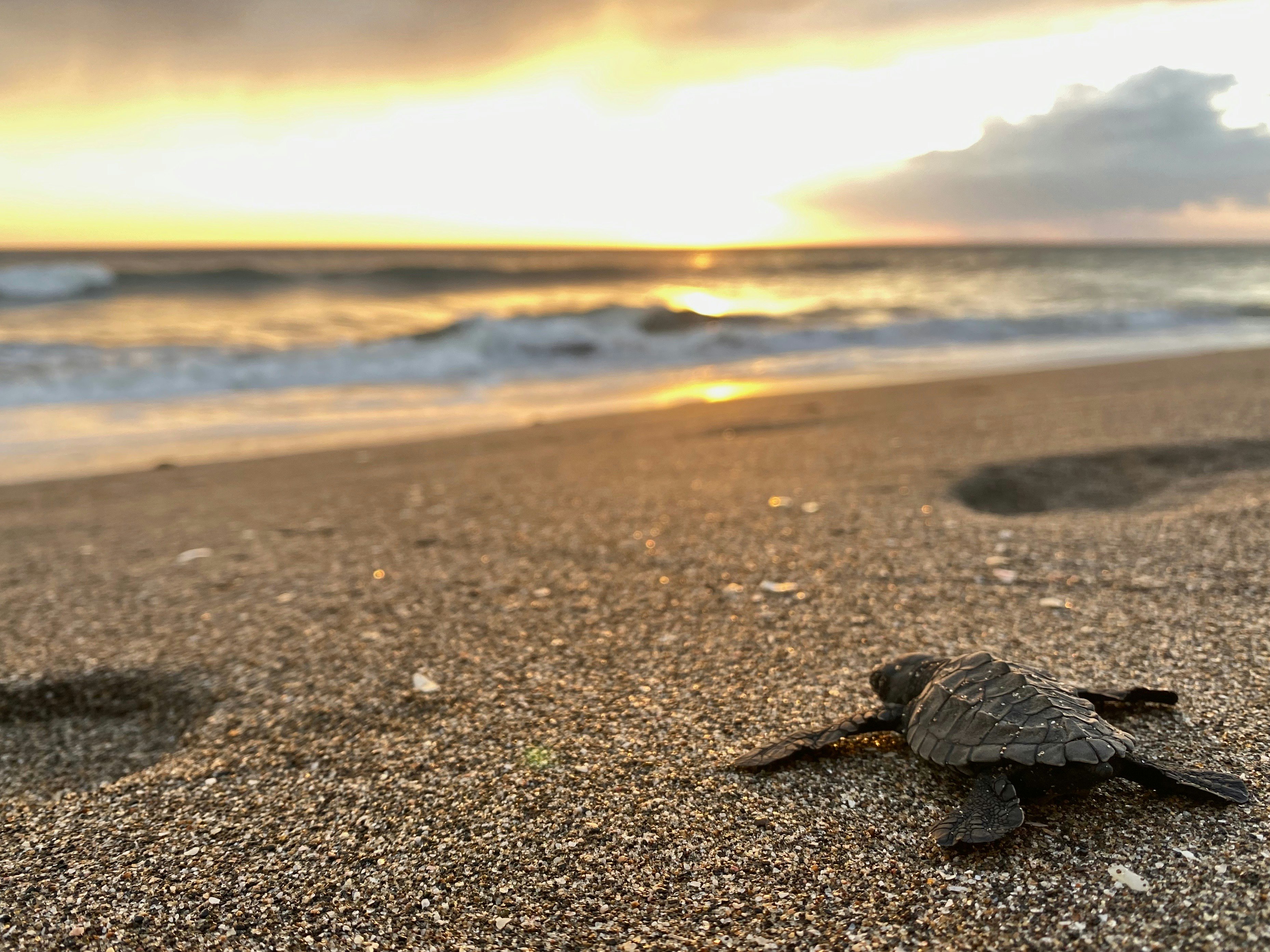 A tiny turtle hatchling crawls across the sand on a beach at sunset.