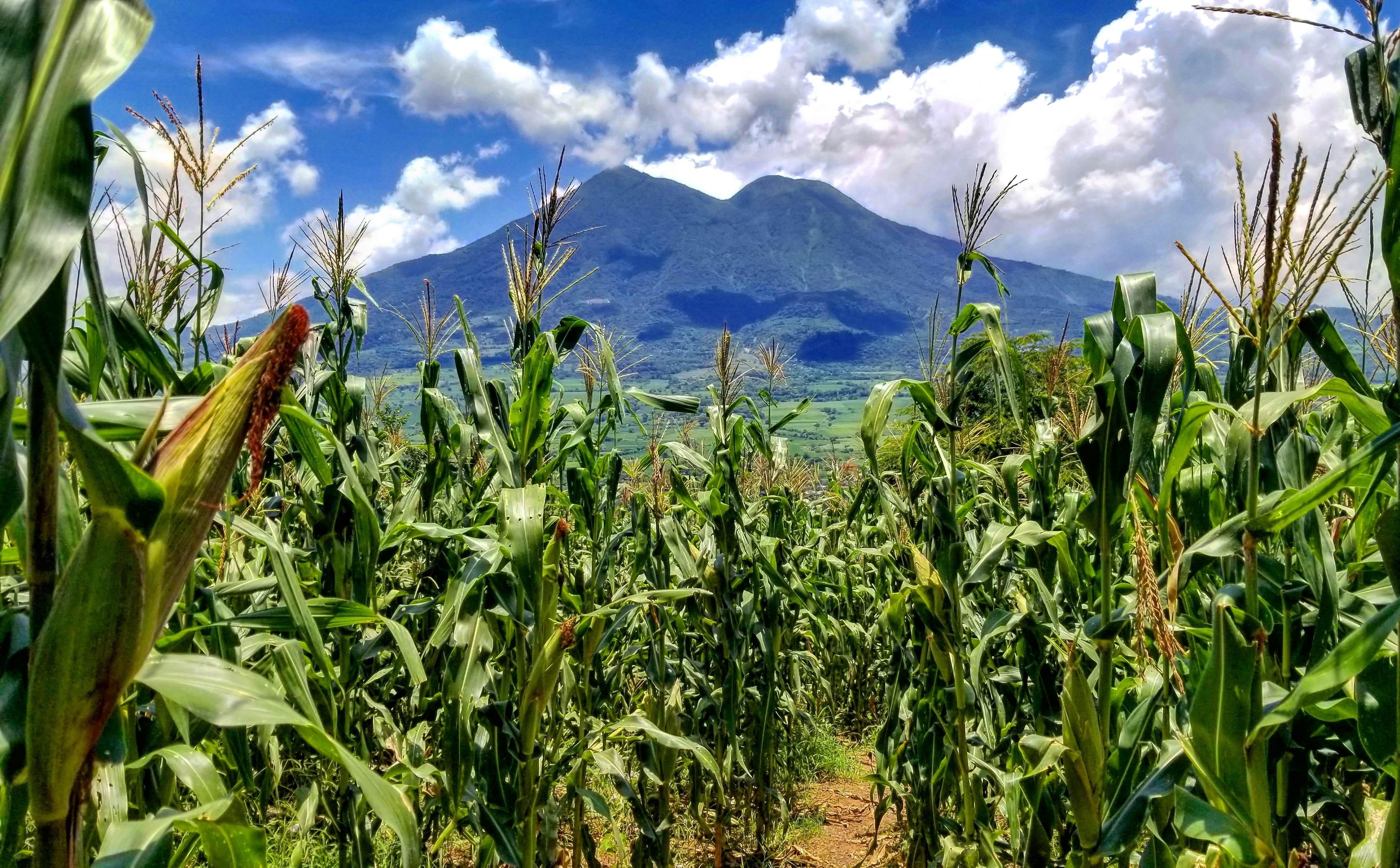 The Volcan of San Vicente, known as chinchontepec.  With an altitude of 2182 meters above sea level, it is the second highest volcano in El Salvador.  Surrounded by lots of vegetation and corn crops.; Shutterstock ID 1621512304; purchase_order:65050 - Digital Destinations and Articles; job:Online Editorial; client: A guide to El Salvador; other:Joe Bindloss
1621512304
