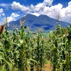 The Volcan of San Vicente, known as chinchontepec. With an altitude of 2182 meters above sea level, it is the second highest volcano in El Salvador. Surrounded by lots of vegetation and corn crops.; Shutterstock ID 1621512304; purchase_order:65050 - Digital Destinations and Articles; job:Online Editorial; client: A guide to El Salvador; other:Joe Bindloss
1621512304